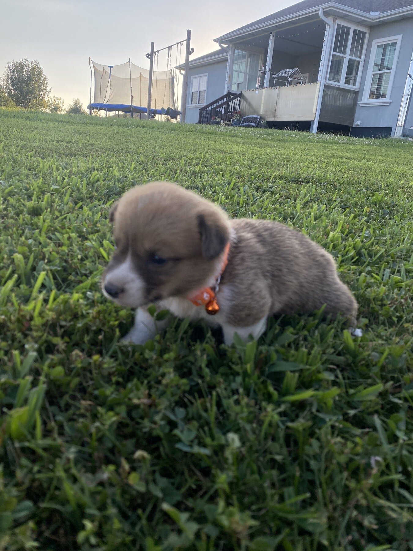 Corgi puppies image 7