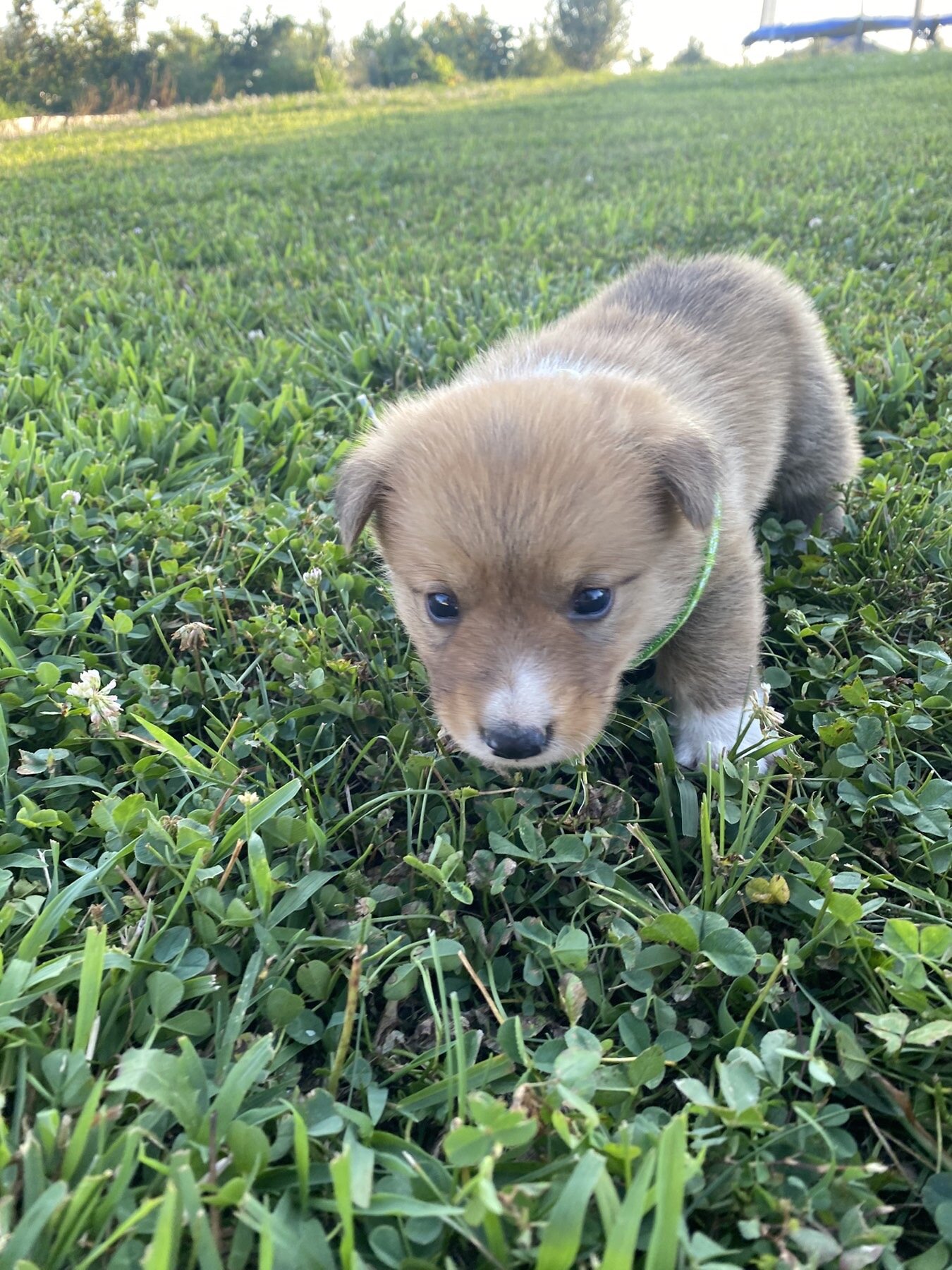 Corgi puppies image 5