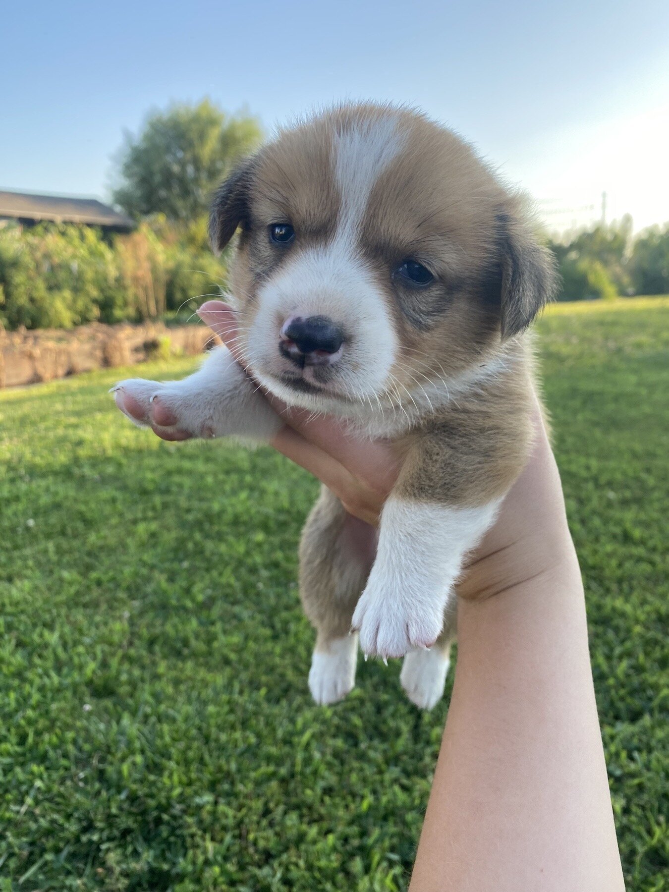 Corgi puppies image 6