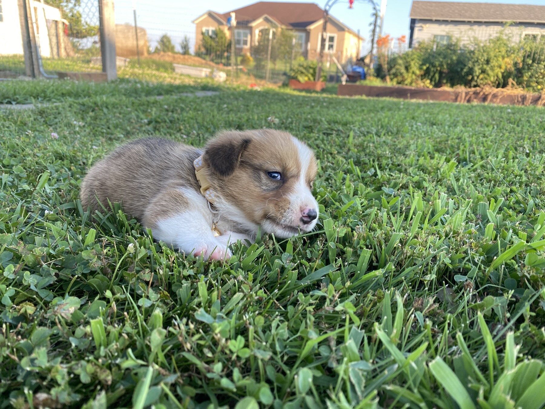 Corgi puppies image 4