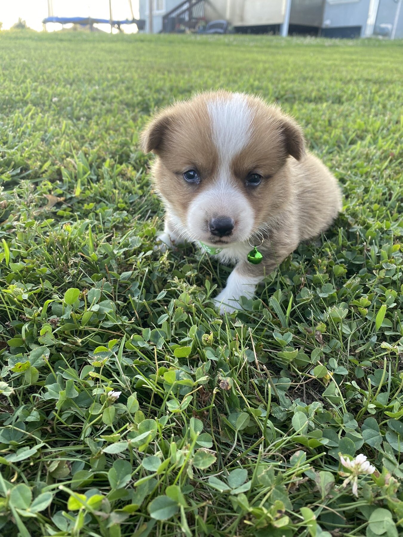 Corgi puppies image 3