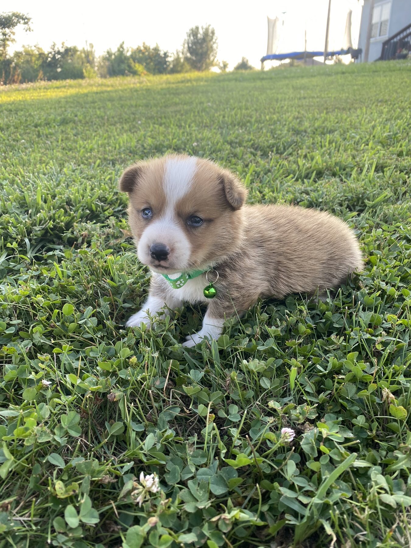 Corgi puppies image 2