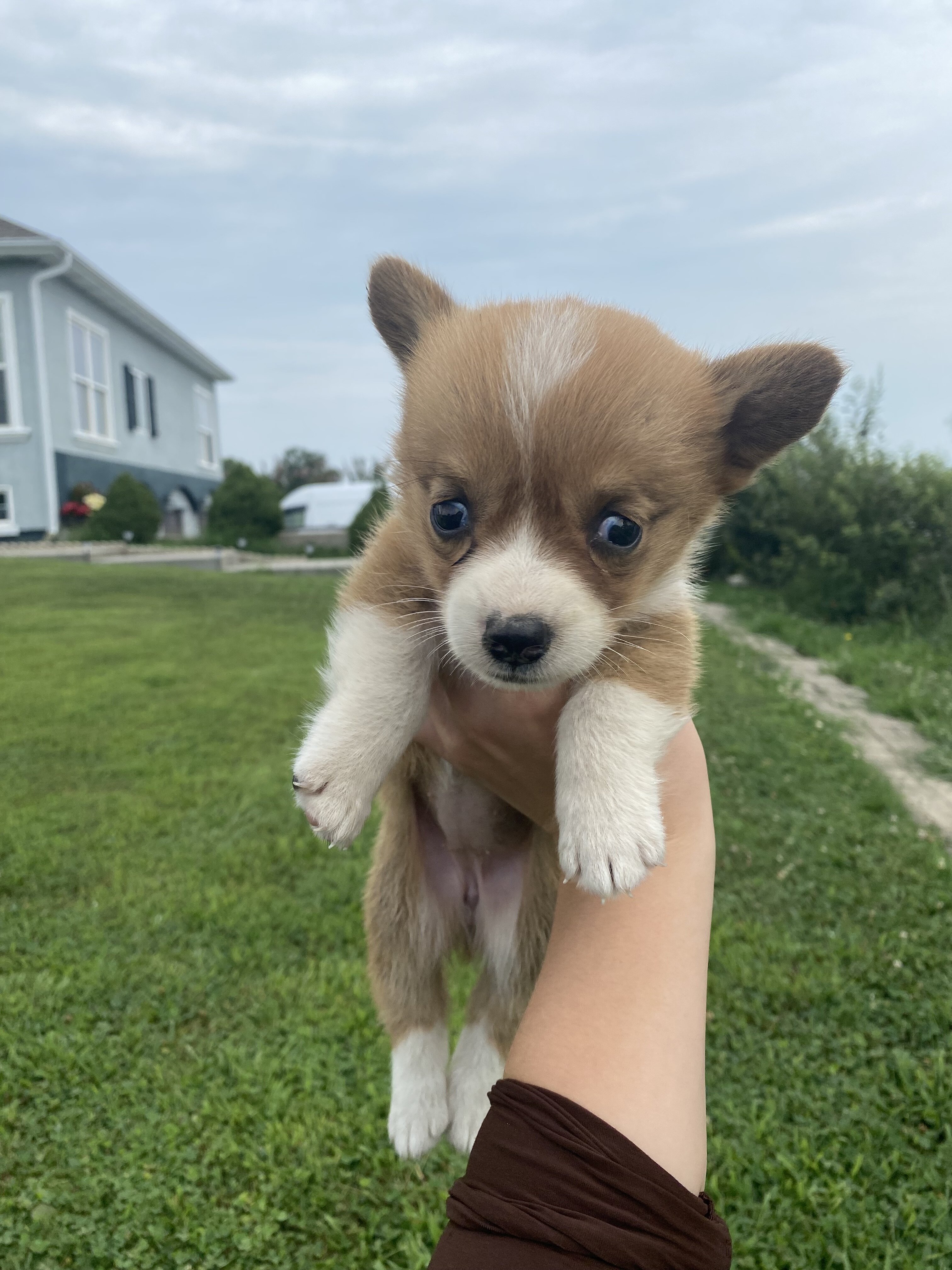 Corgi puppies image 1