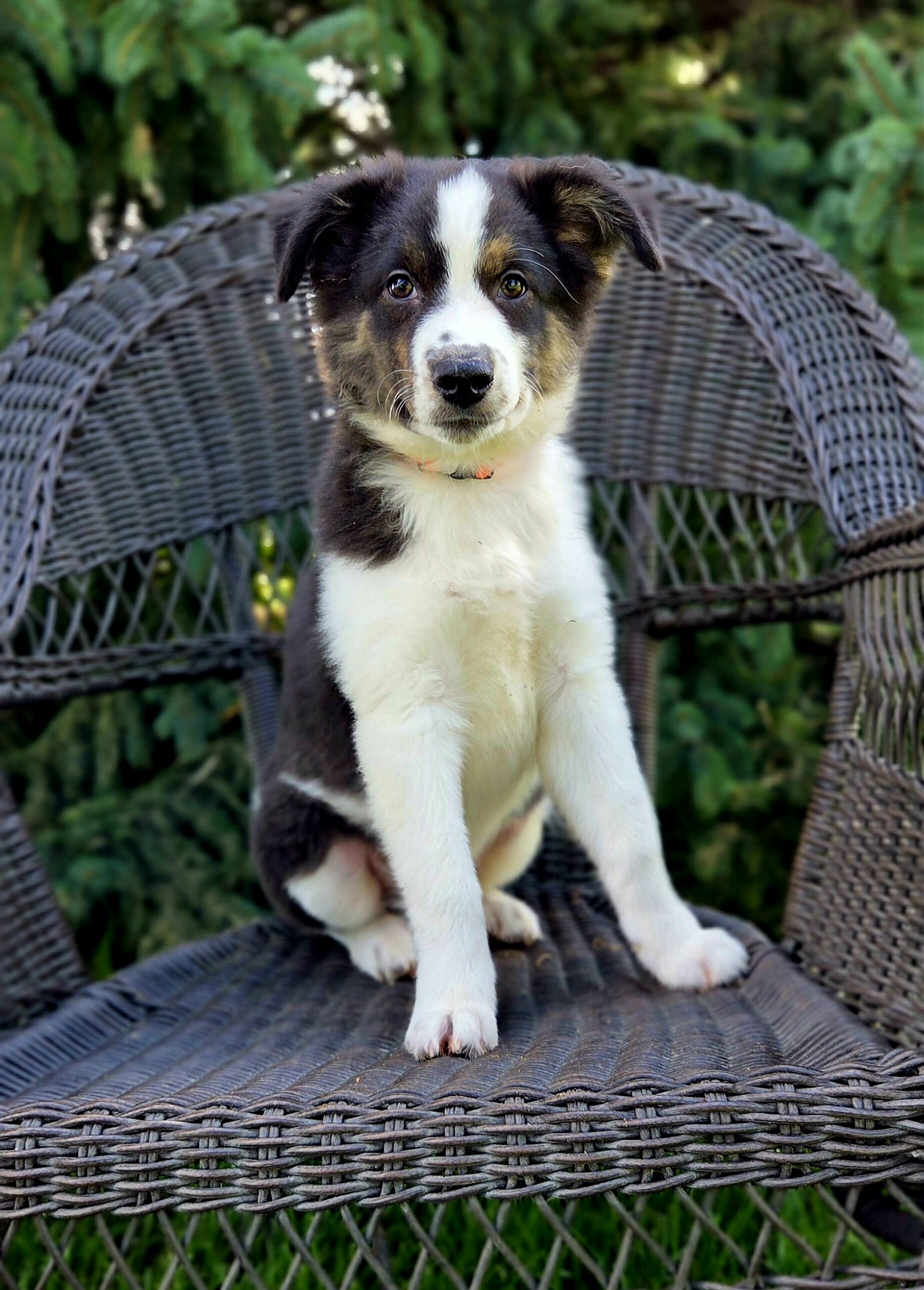 Australian Shepherds image 1