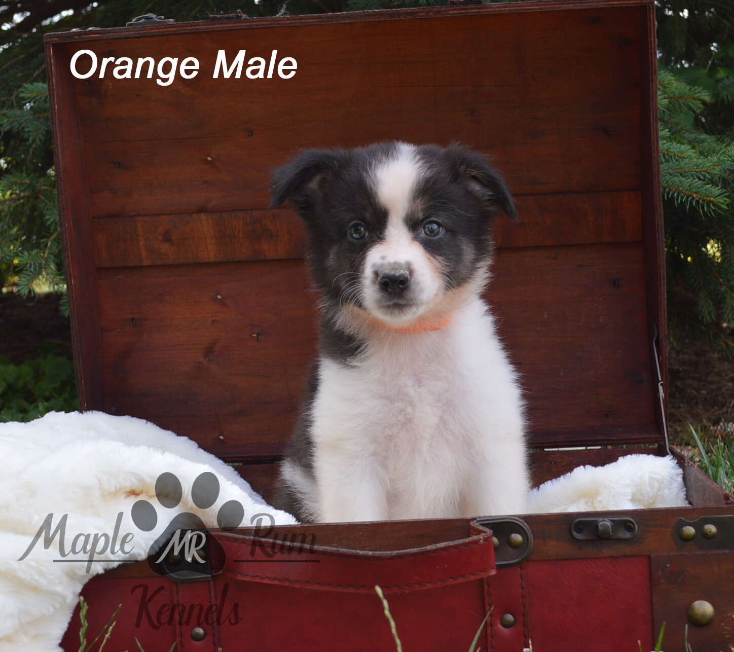 Australian Shepherds image 2