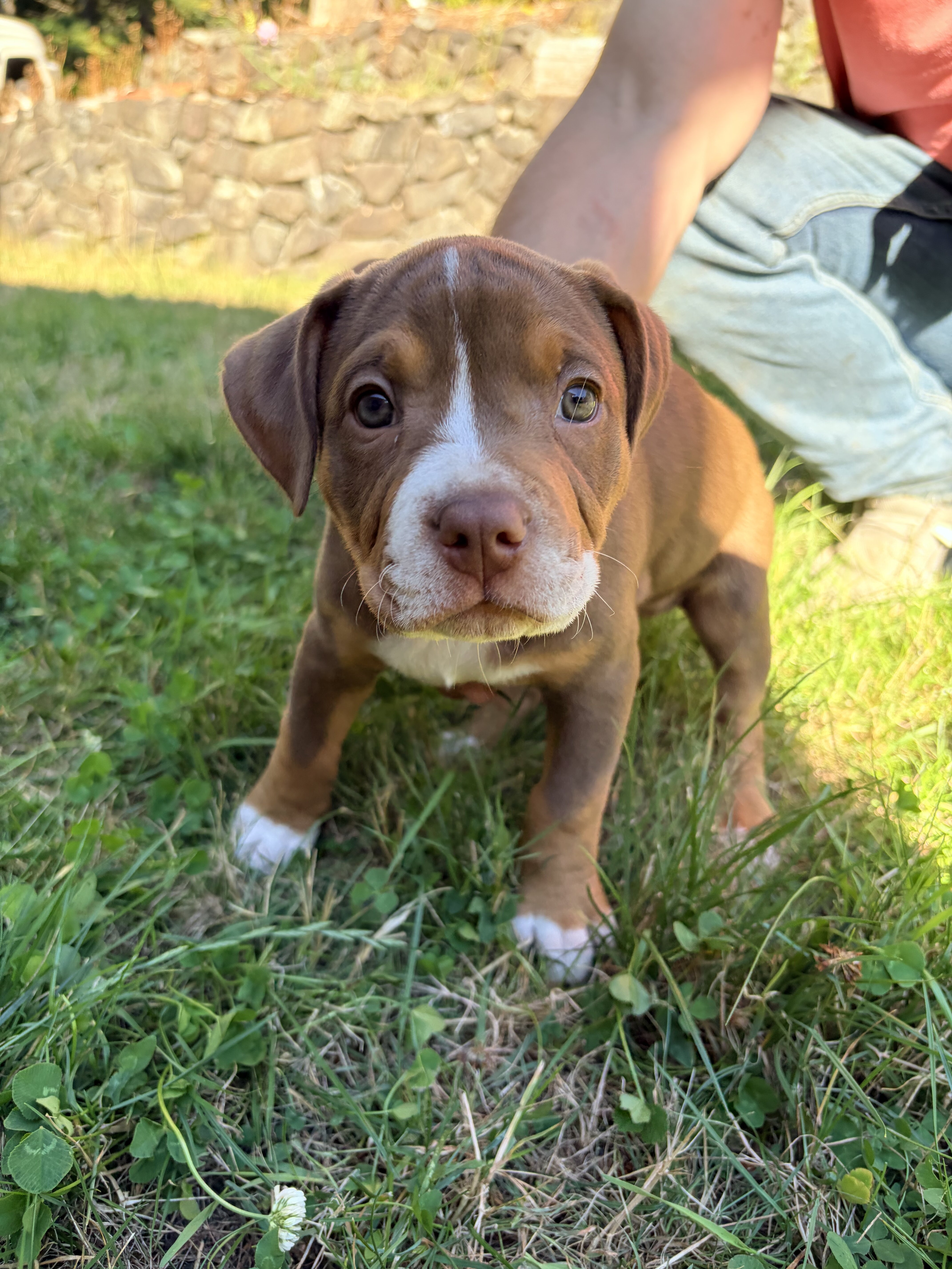Beautiful pitbull puppies looking for good homes! image 2