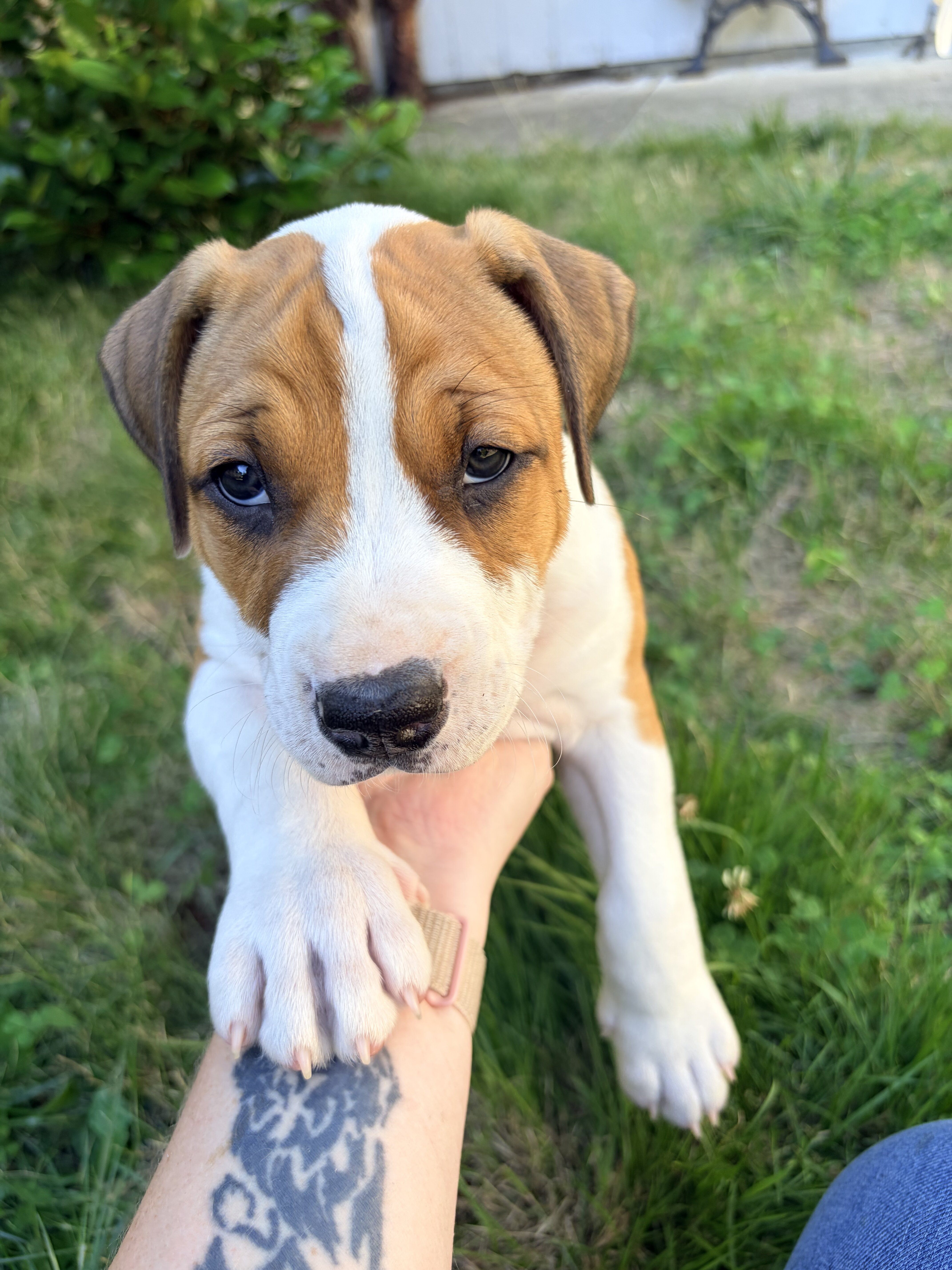 Beautiful pitbull puppies looking for good homes! image 1