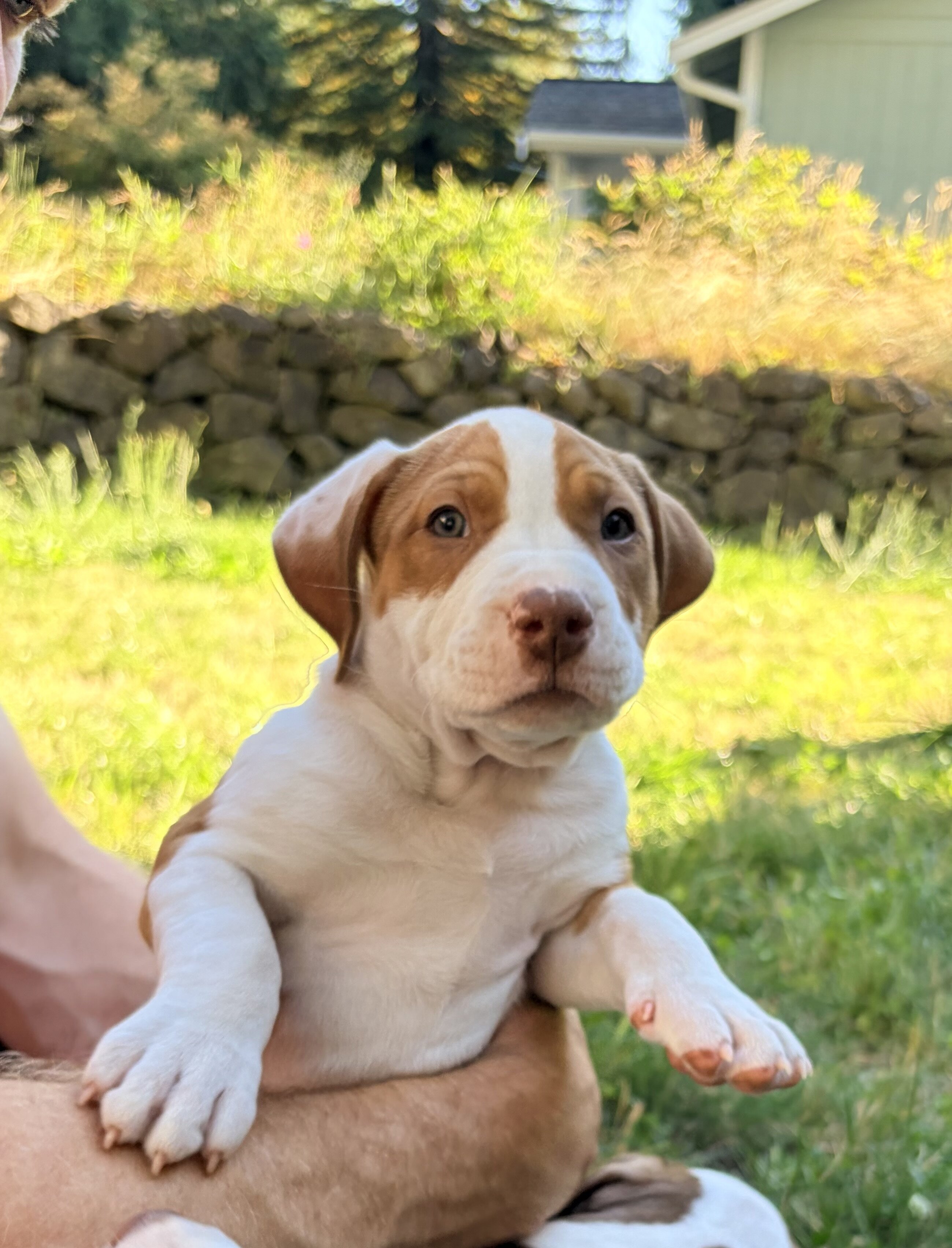 Beautiful pitbull puppies looking for good homes! image 3