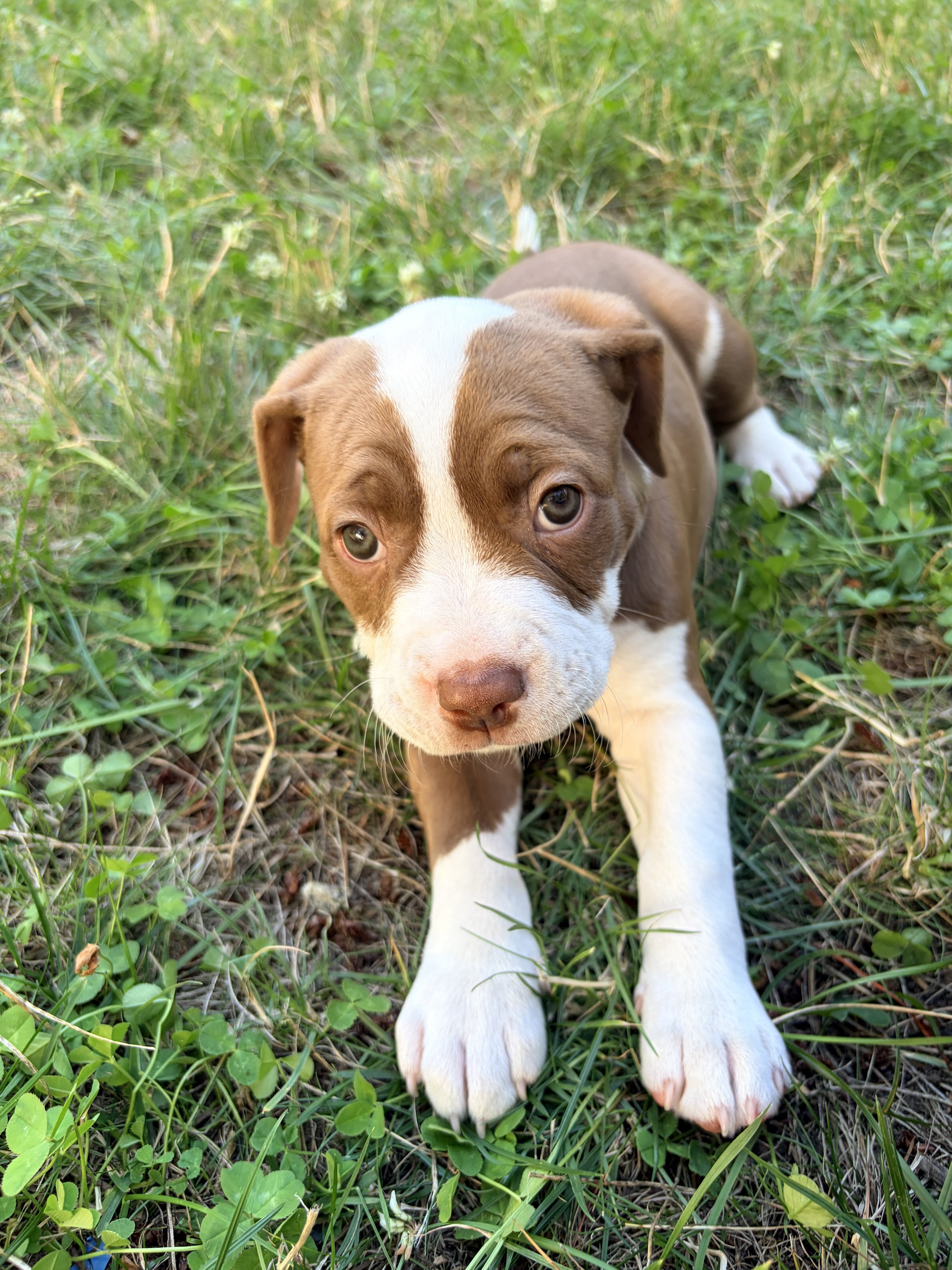 Beautiful pitbull puppies looking for good homes! image 4