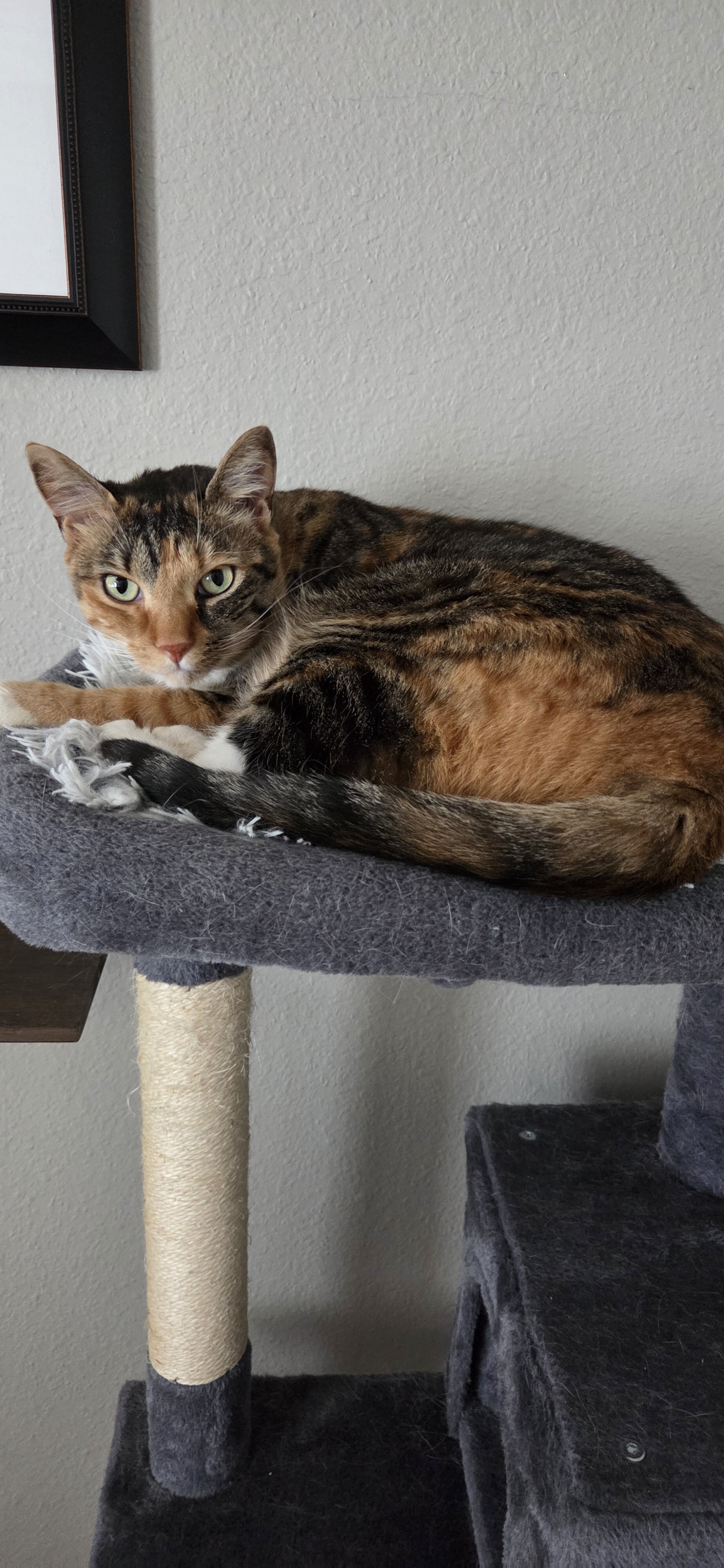 Sweet Kitty image 1