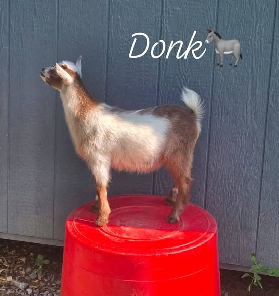 ADGA Registered Nigerian Dwarf goat buck image 2