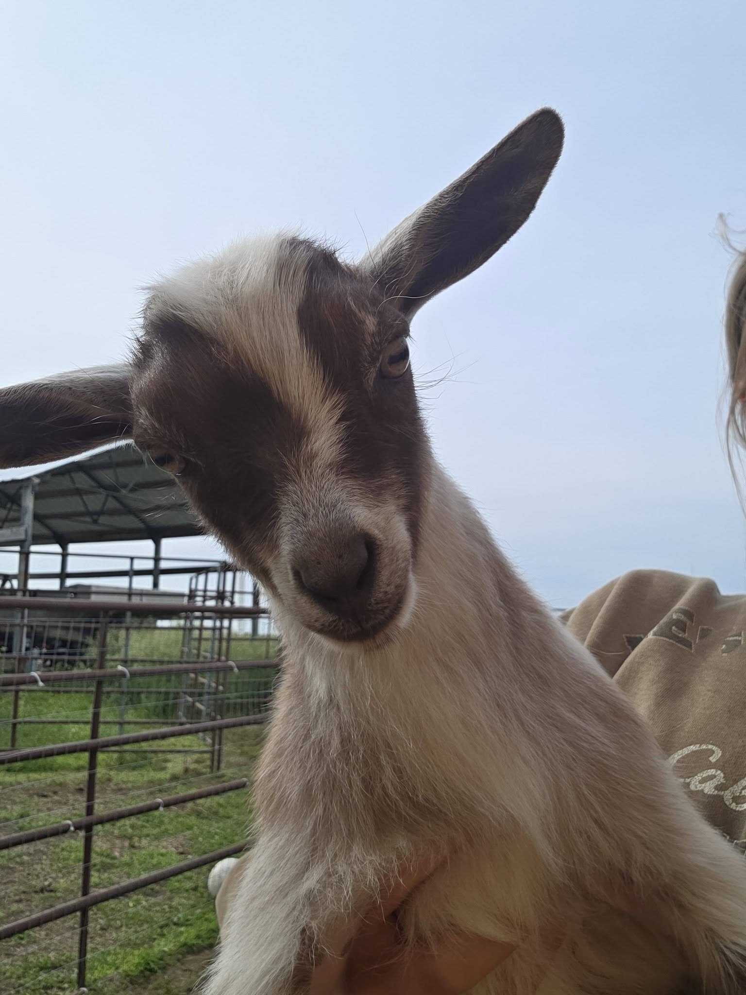 ADGA Registered Nigerian Dwarf goat buck image 1