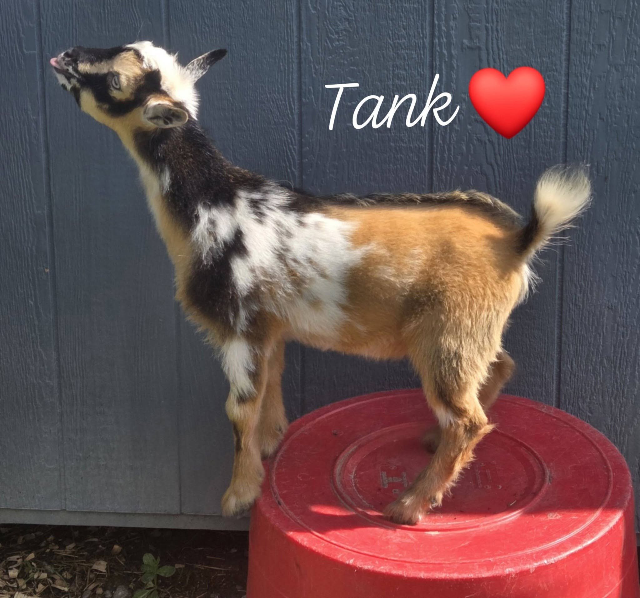 ADGA Registered Nigerian Dwarf goat buck. image 3