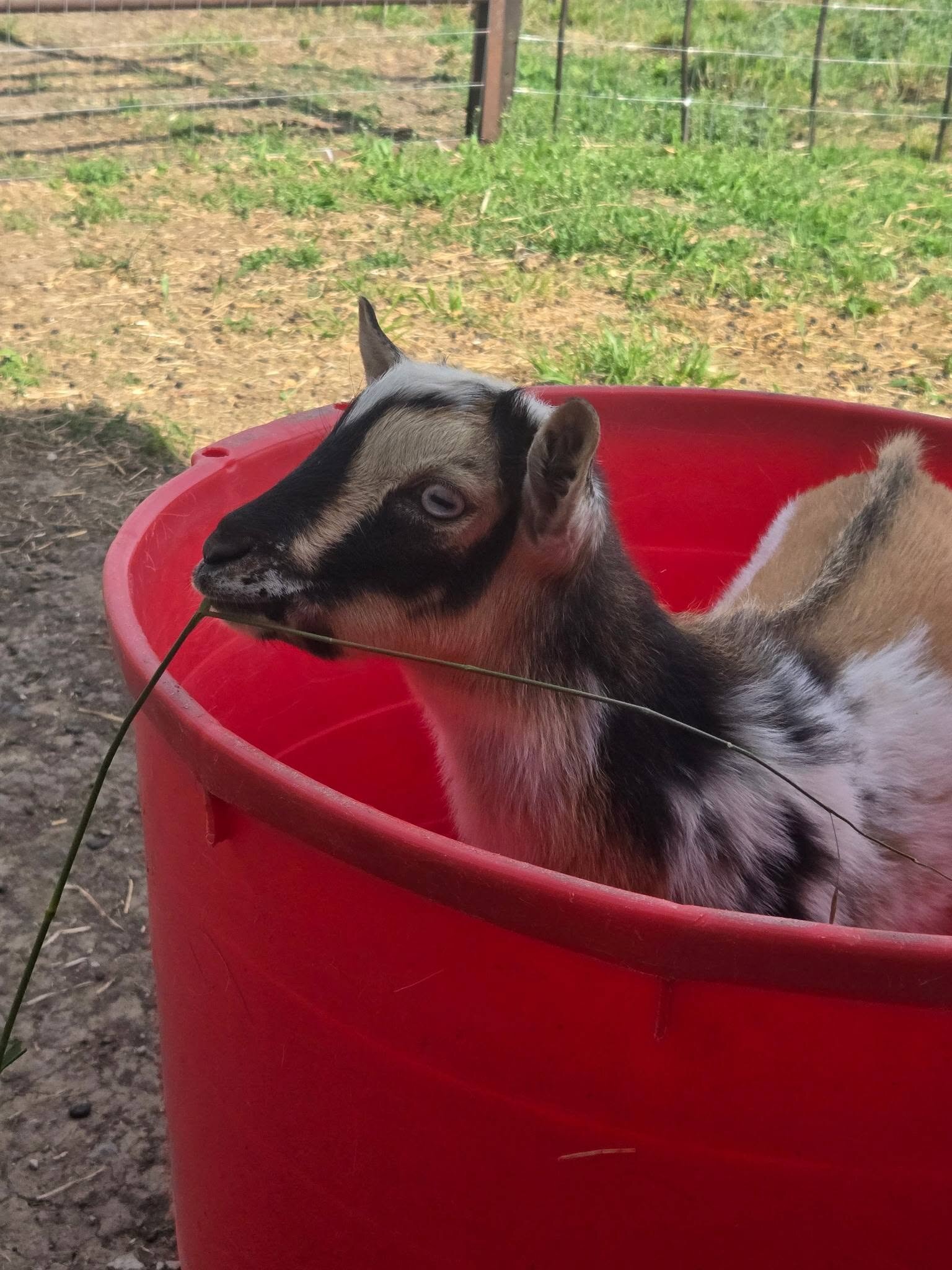 ADGA Registered Nigerian Dwarf goat buck. image 2