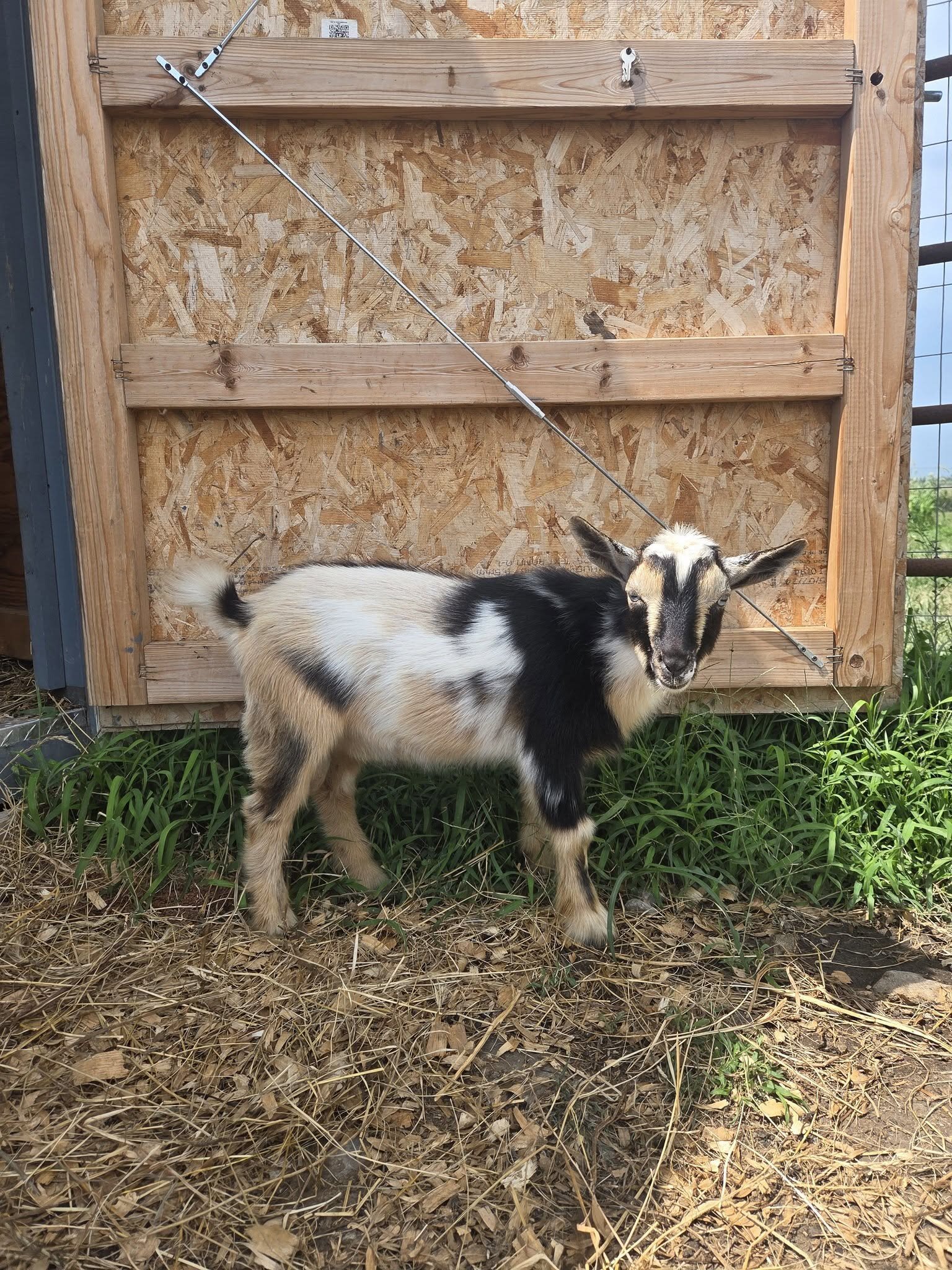 ADGA Registered Nigerian Dwarf goat buck. image 1