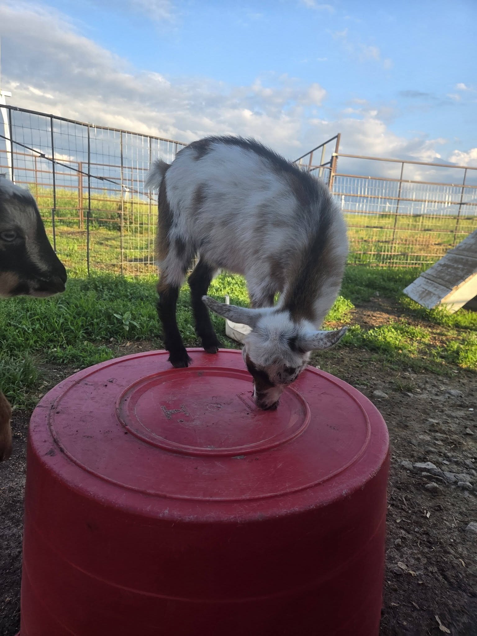 ADGA Registered Nigerian Dwarf goat doeling image 1