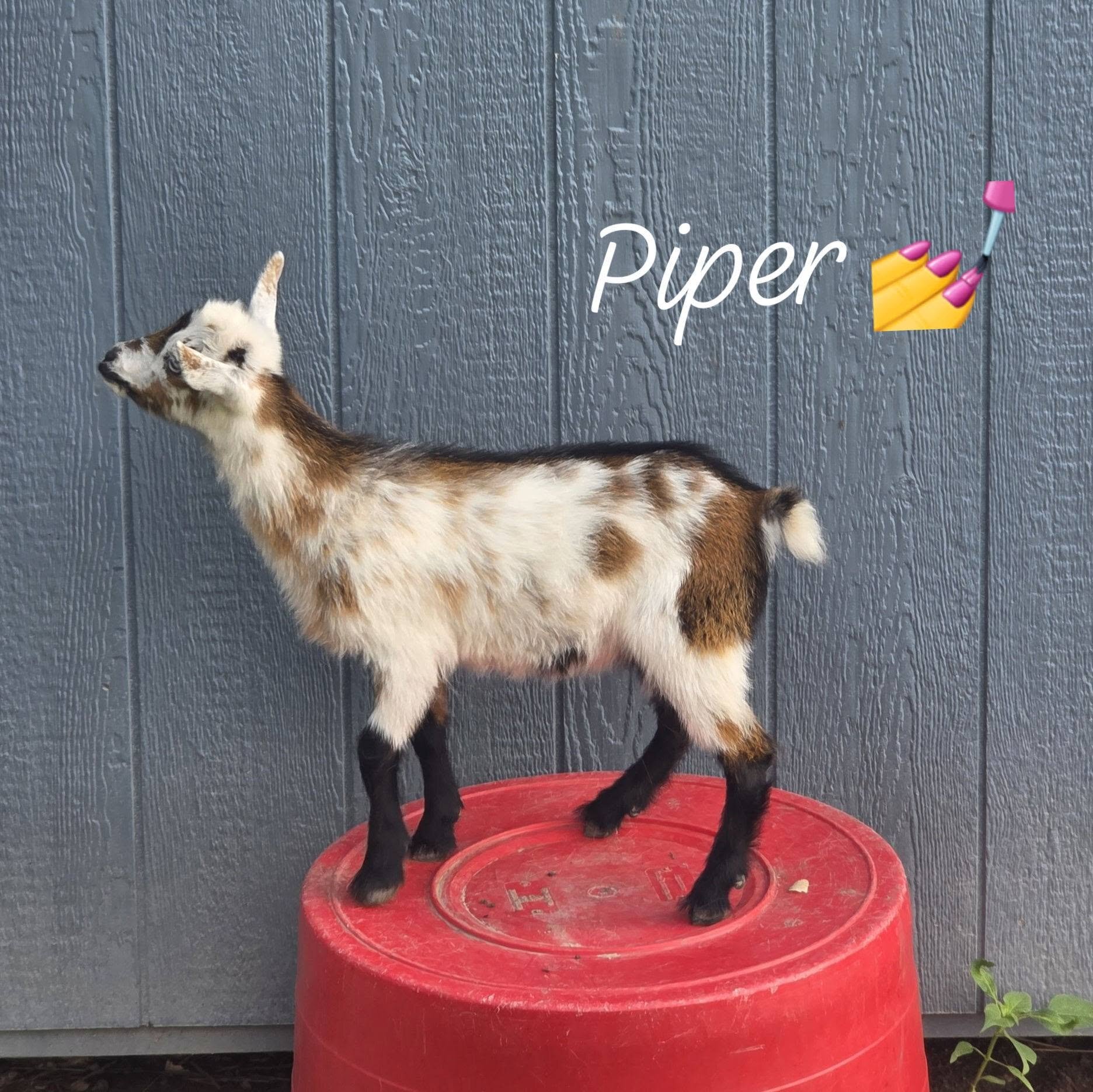 ADGA Registered Nigerian Dwarf goat doeling image 2