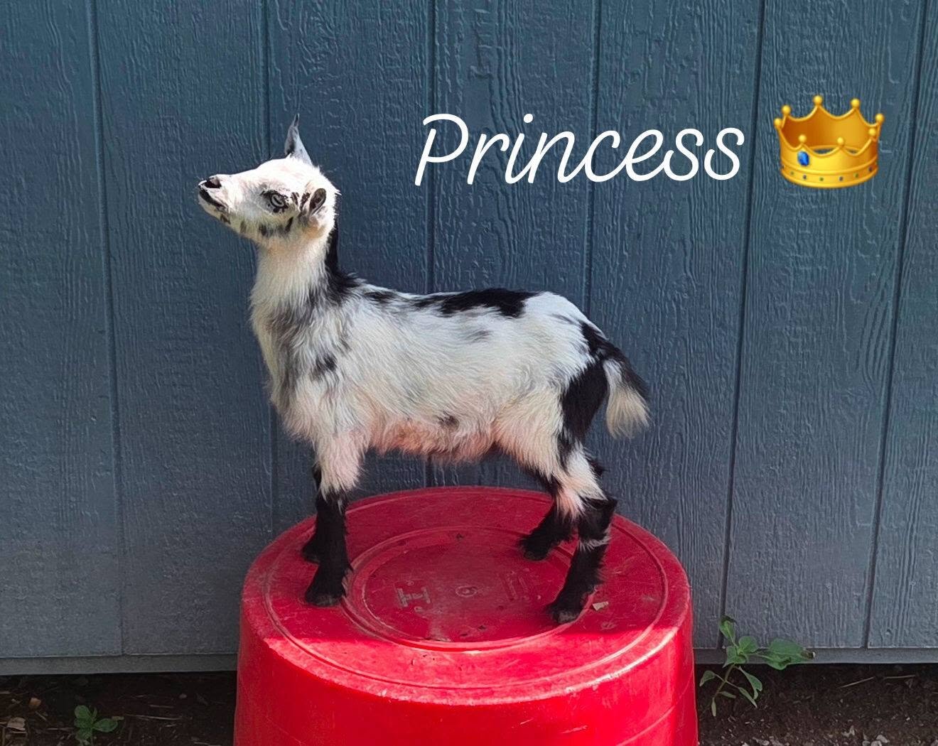 ADGA Registered Nigerian Dwarf goat doeling. image 2