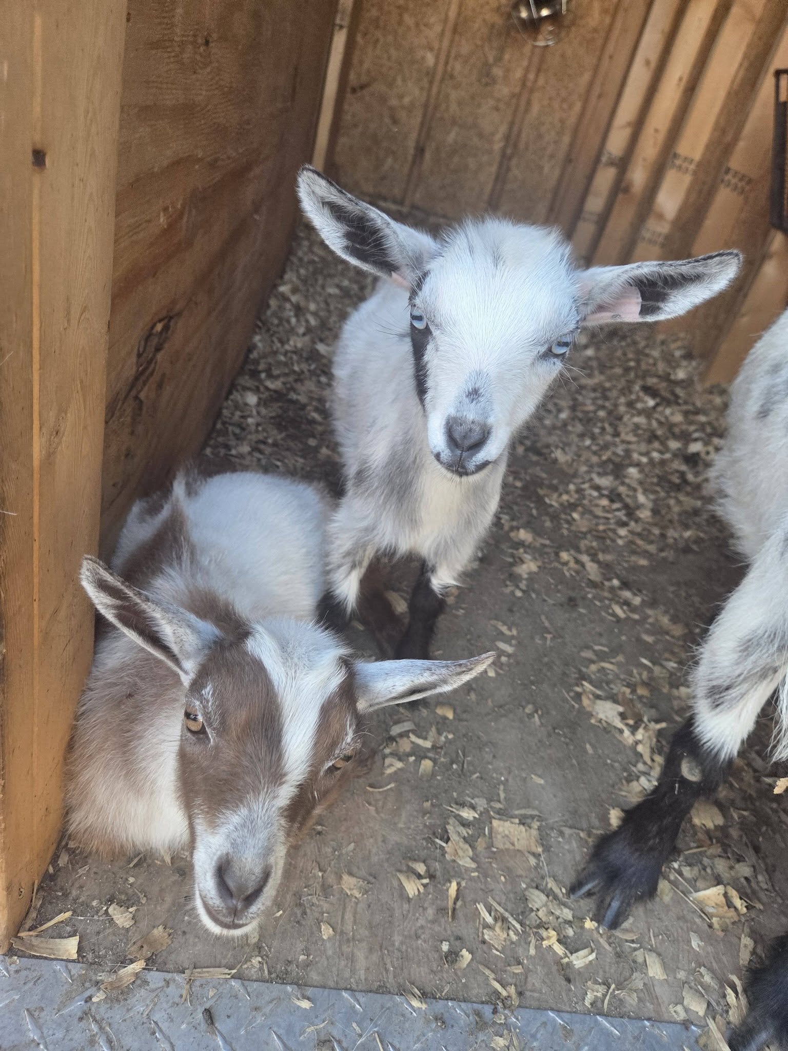 ADGA Registered Nigerian Dwarf goat doeling. image 1