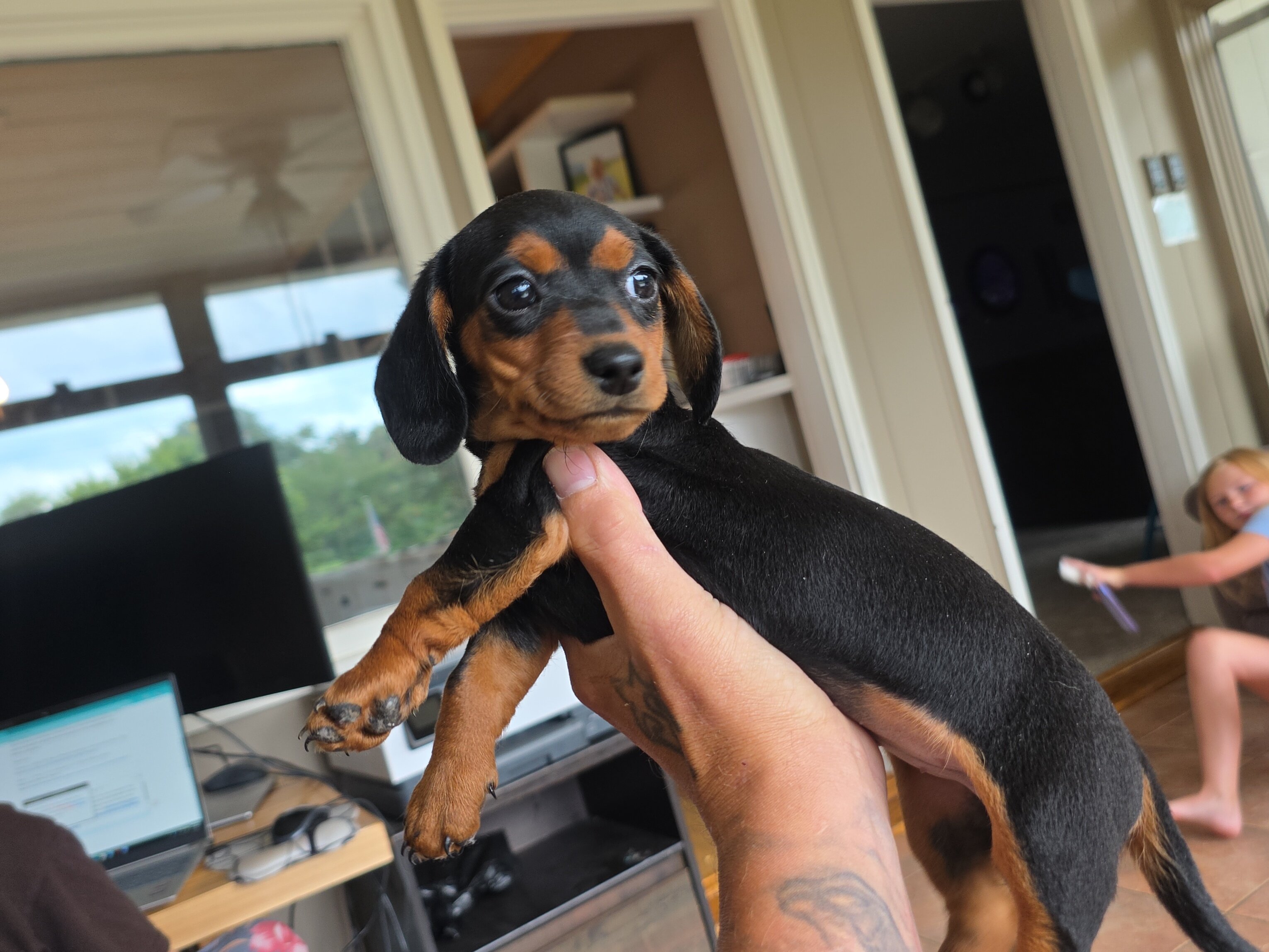 Mini dachshund image 1