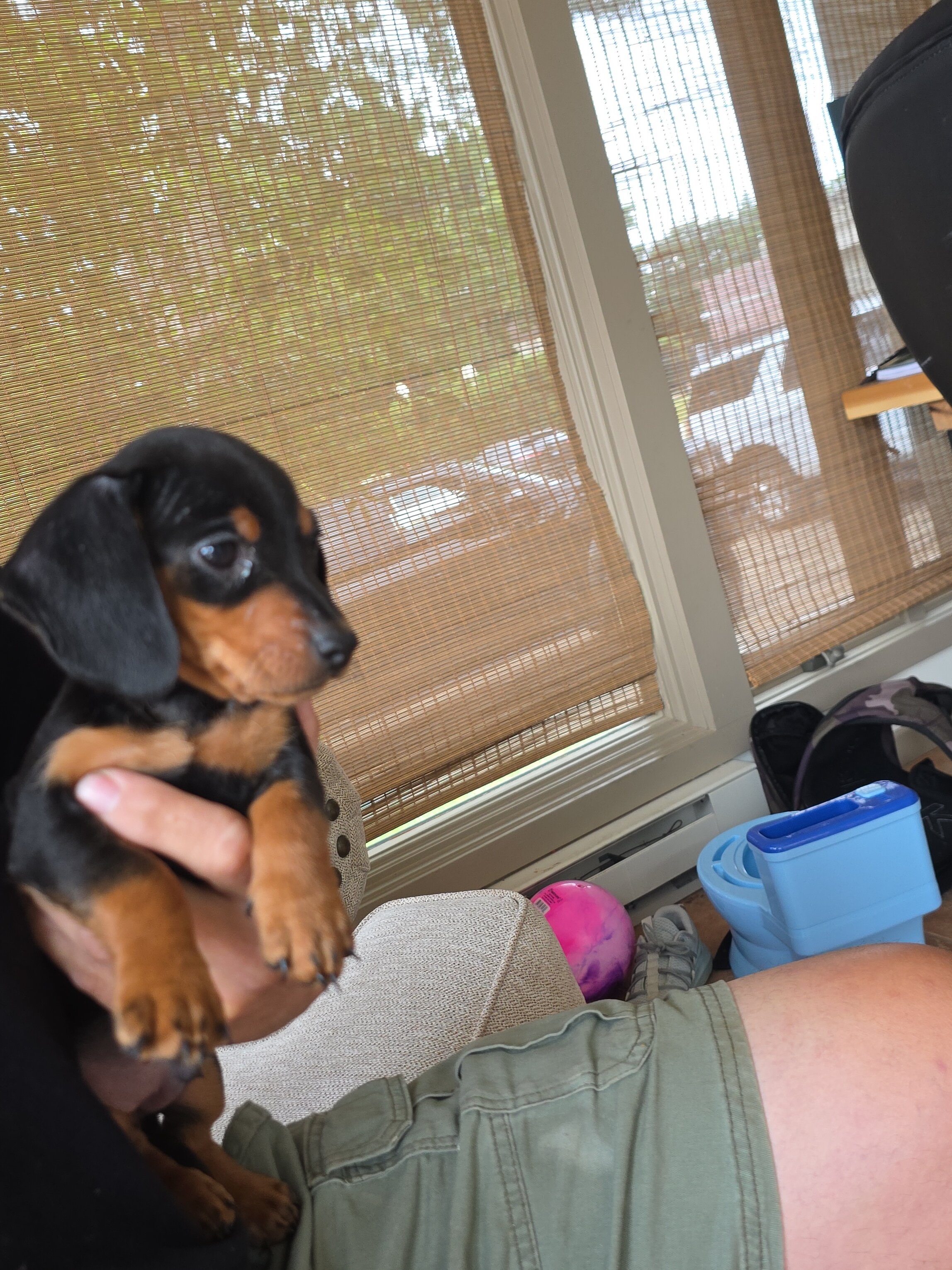 Mini dachshund image 2
