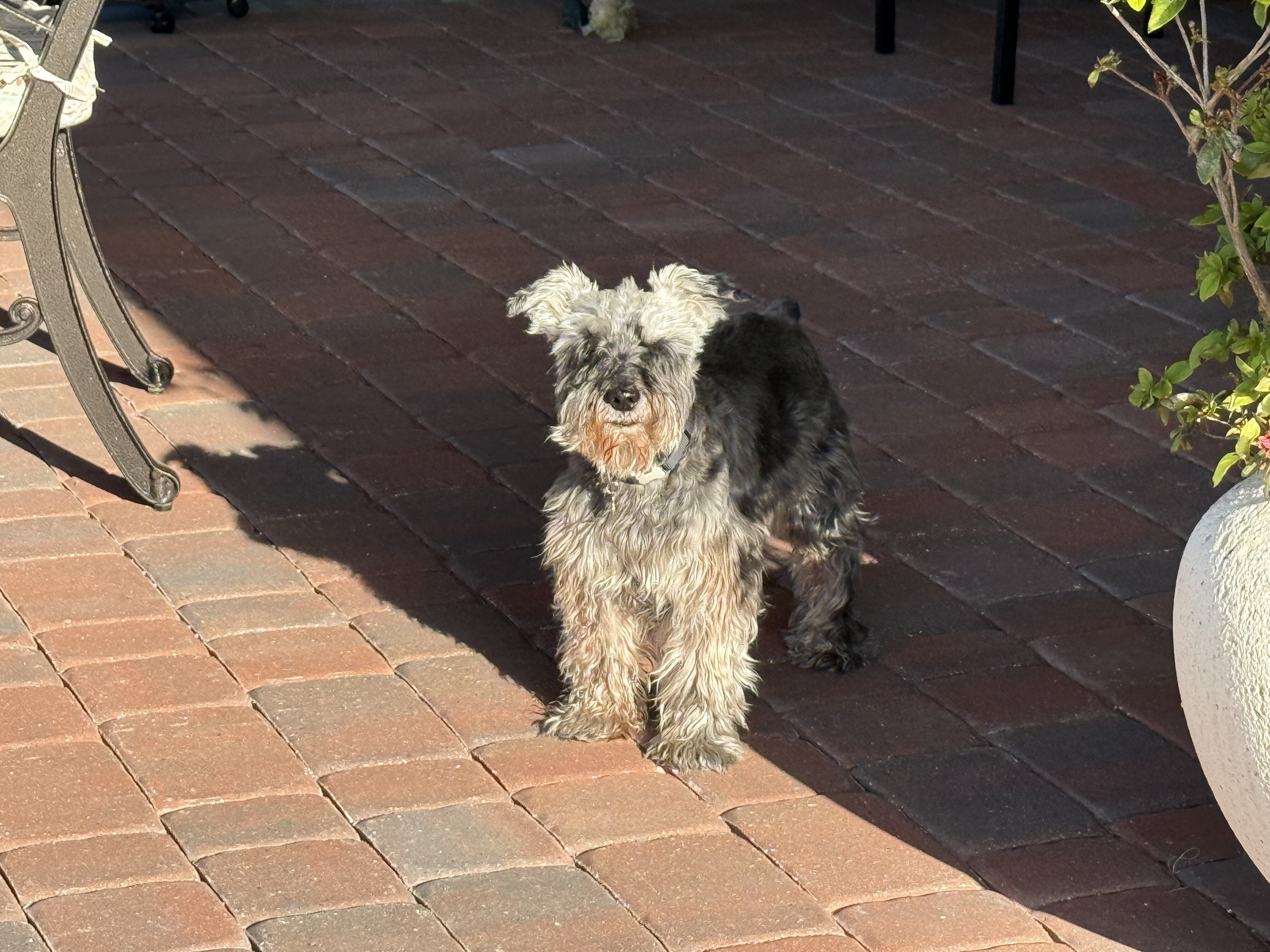 Mini Schnauzer male looking for female (reproduct) image 1