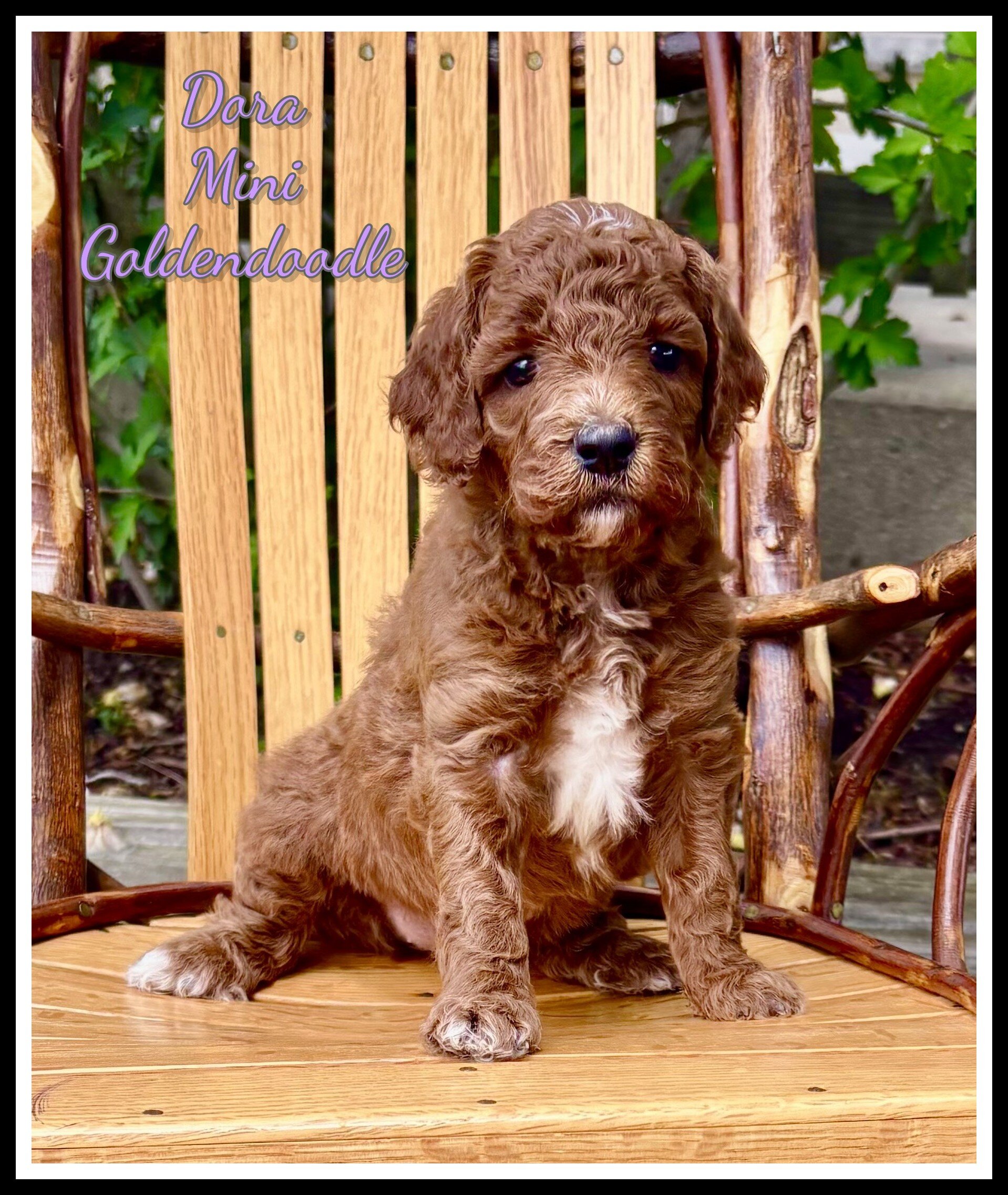 Dora Female Mini Goldendoodle image 1
