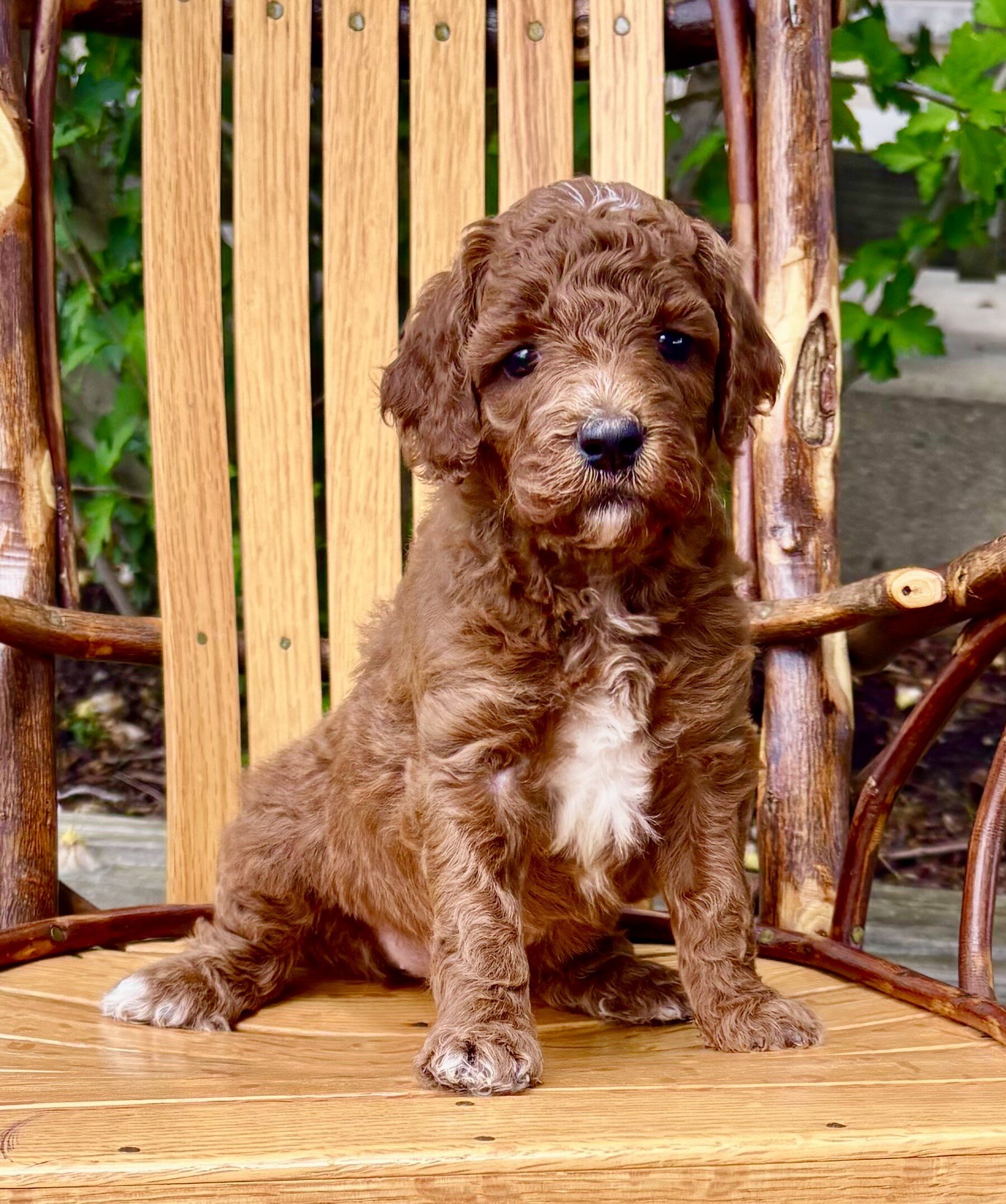 Dora Female Mini Goldendoodle image 2