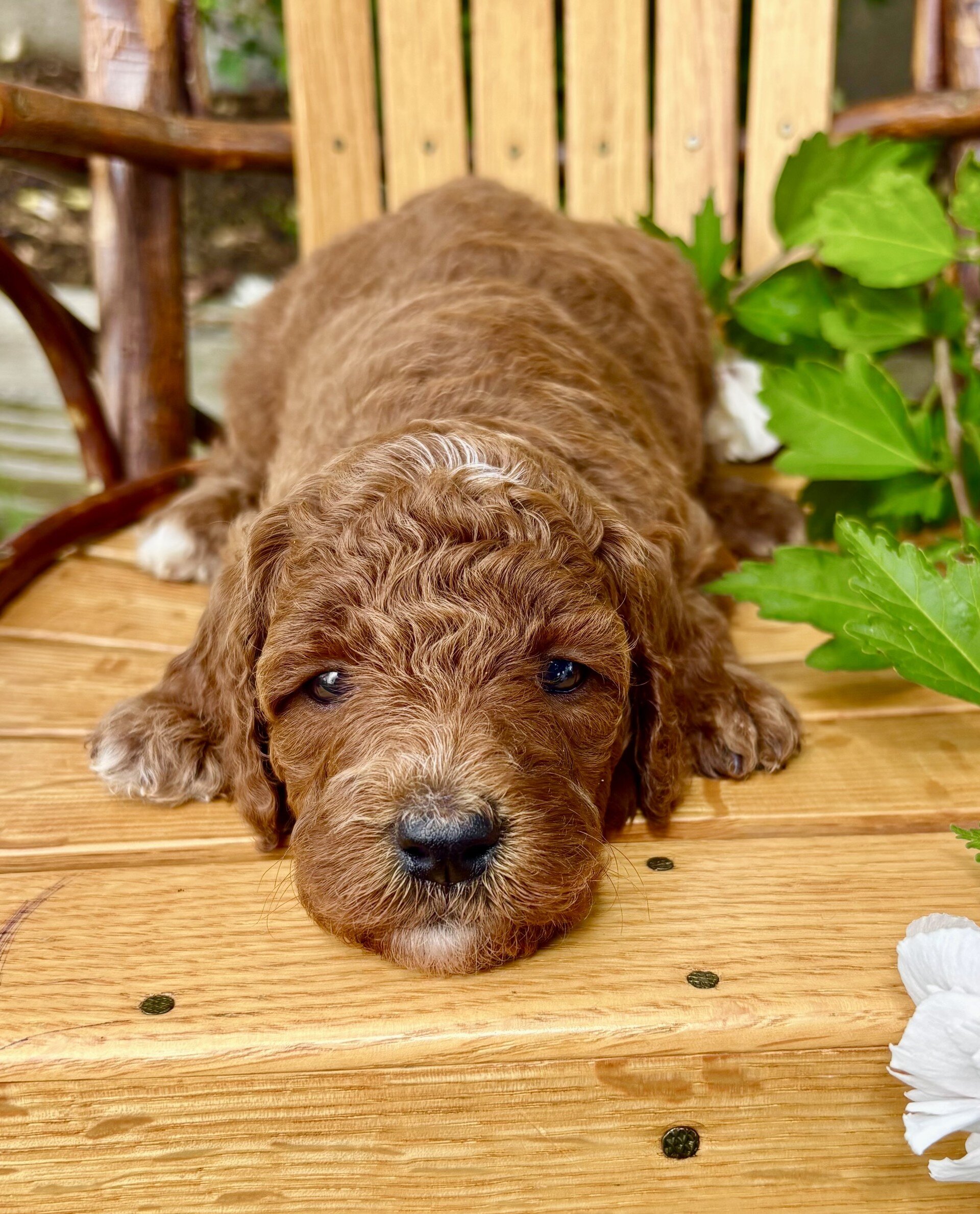 Dora Female Mini Goldendoodle image 5