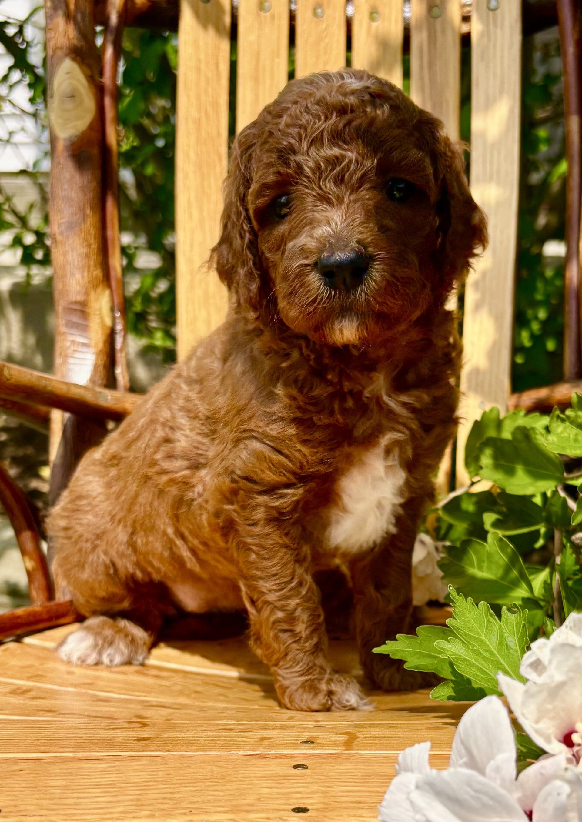 Dora Female Mini Goldendoodle image 4