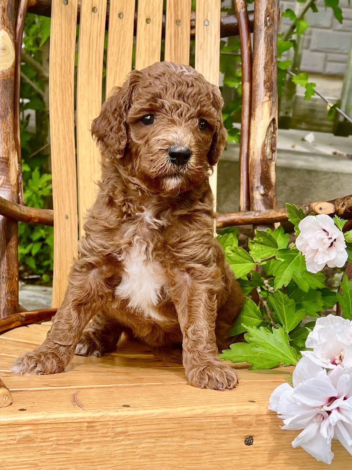 Dora Female Mini Goldendoodle image 3