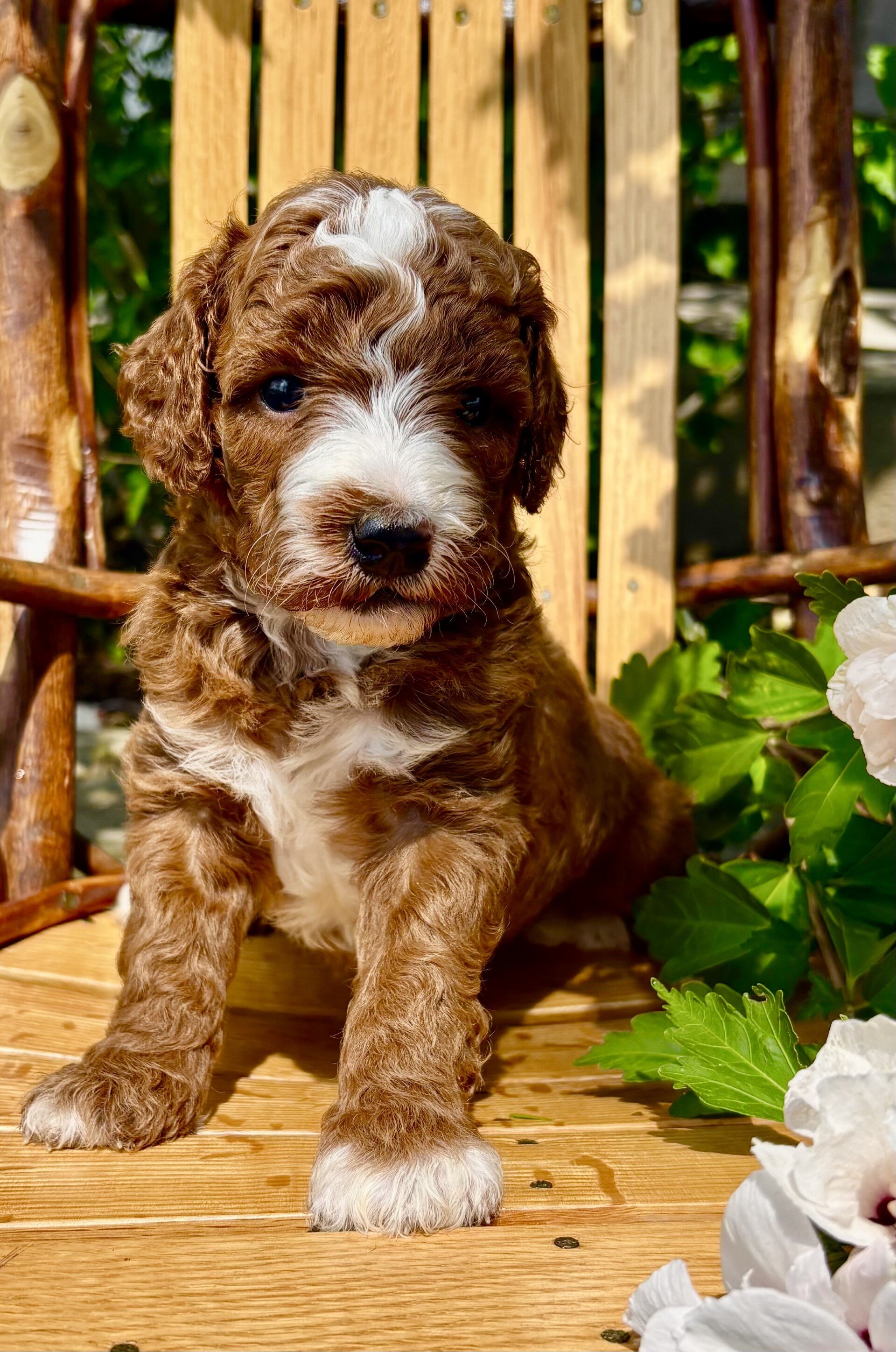 Theodore Male Mini Goldendoodle image 2