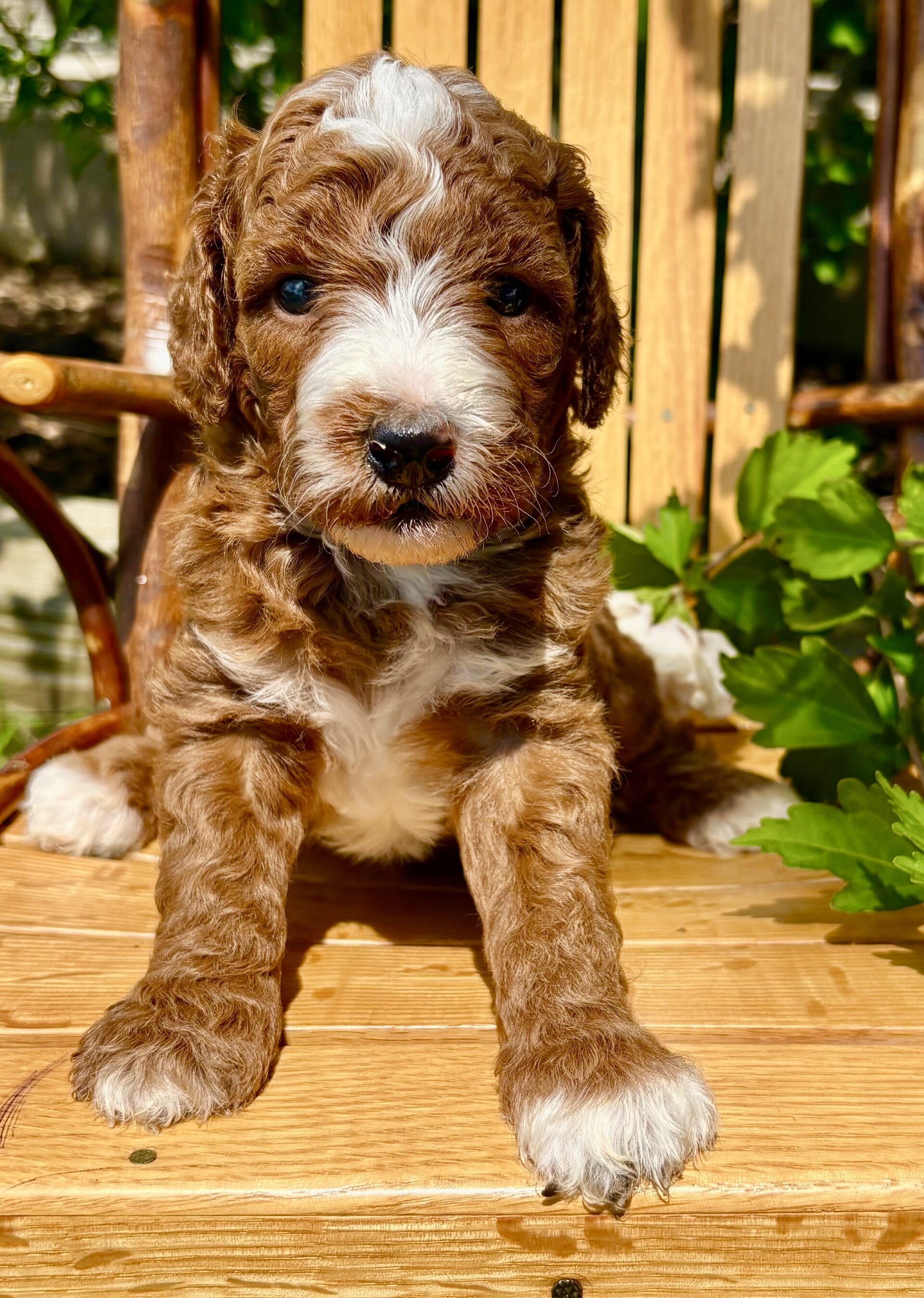 Theodore Male Mini Goldendoodle image 3