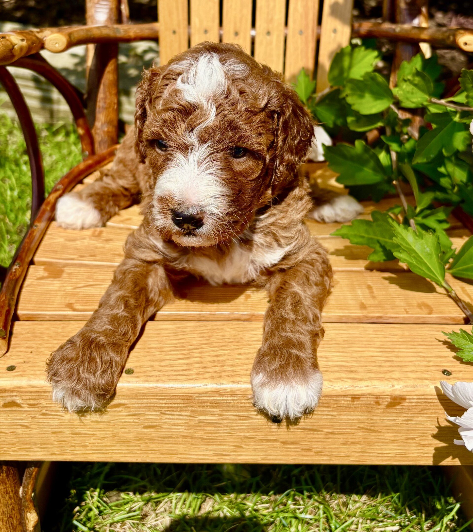 Theodore Male Mini Goldendoodle image 5