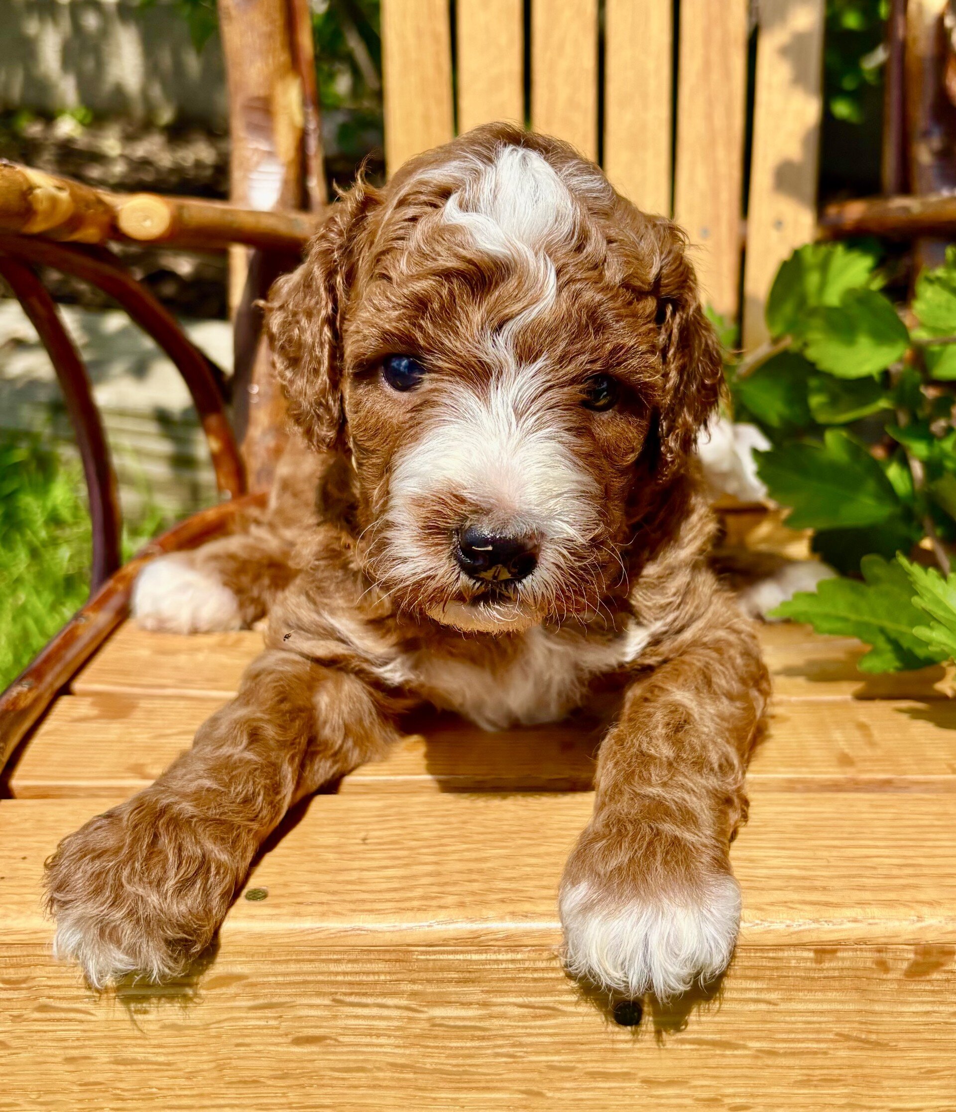 Theodore Male Mini Goldendoodle image 4