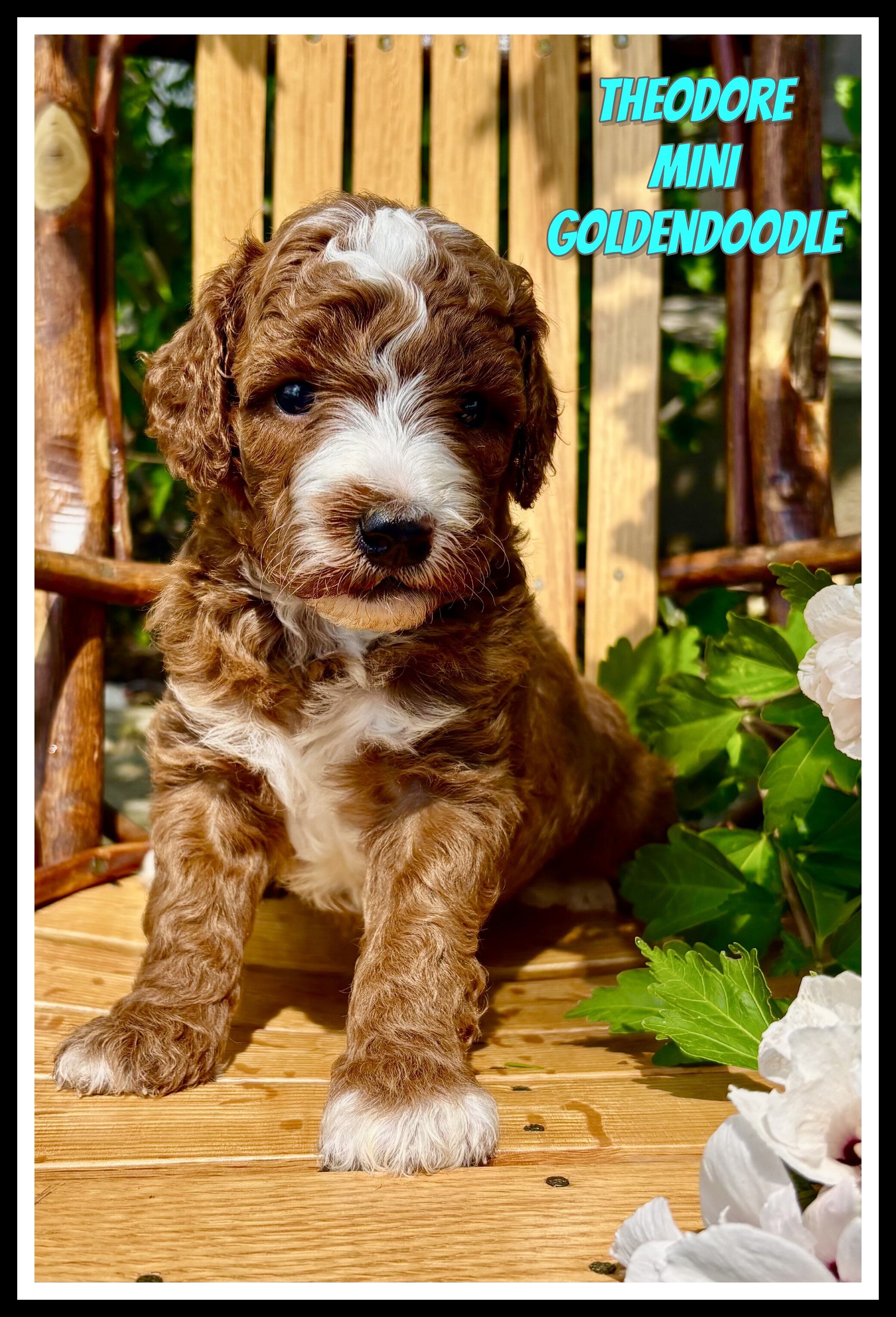 Theodore Male Mini Goldendoodle image 1