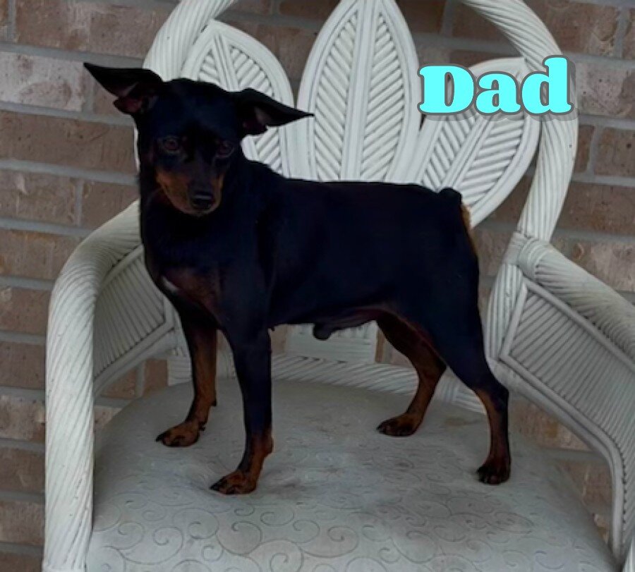 Tilly Female Mini Pinscher image 8