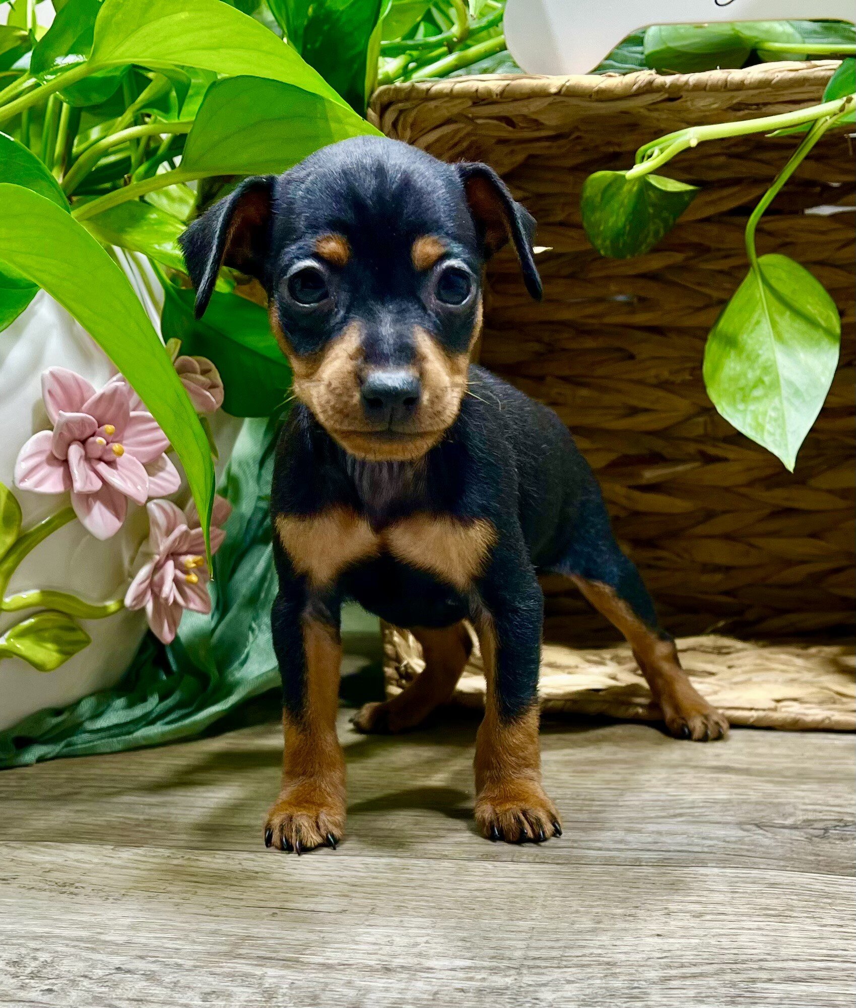 Tilly Female Mini Pinscher image 7