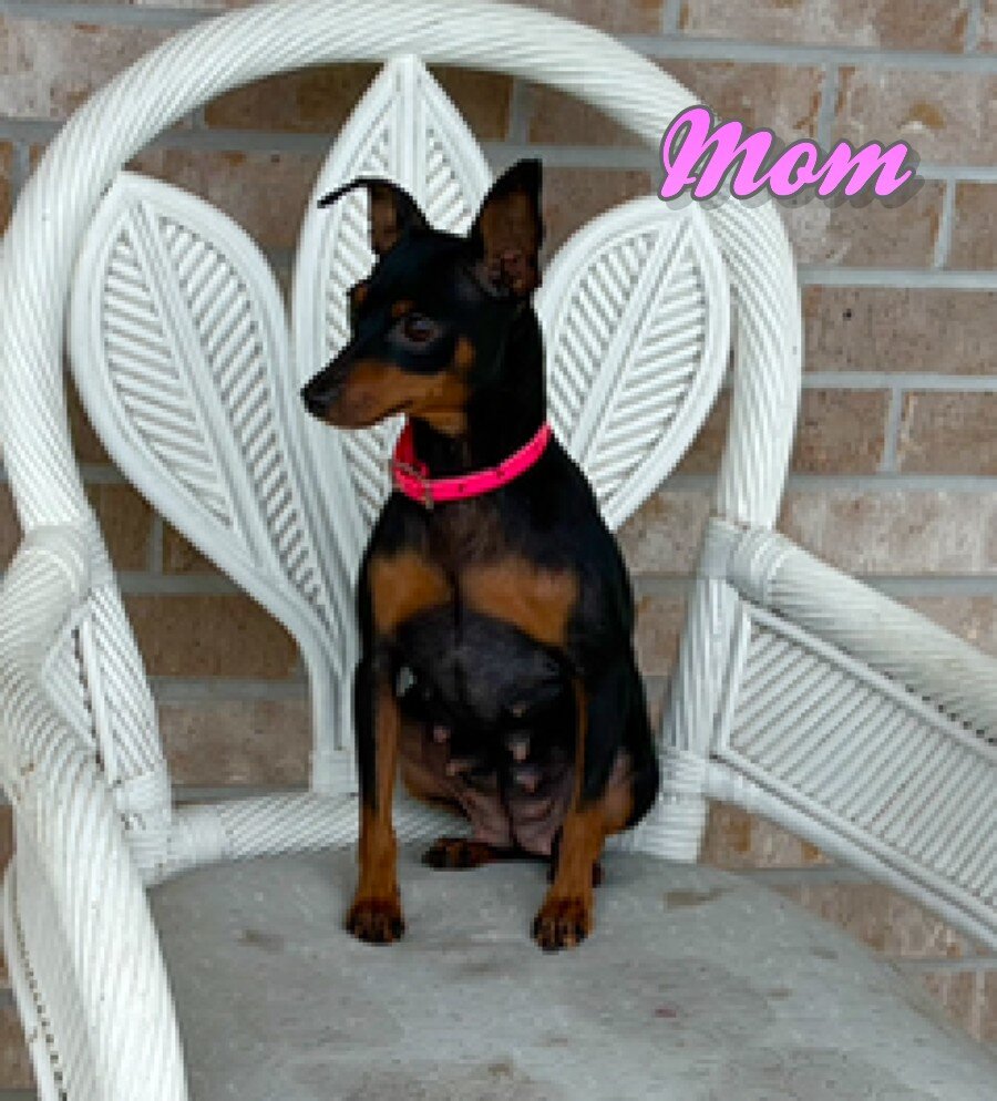 Tilly Female Mini Pinscher image 9