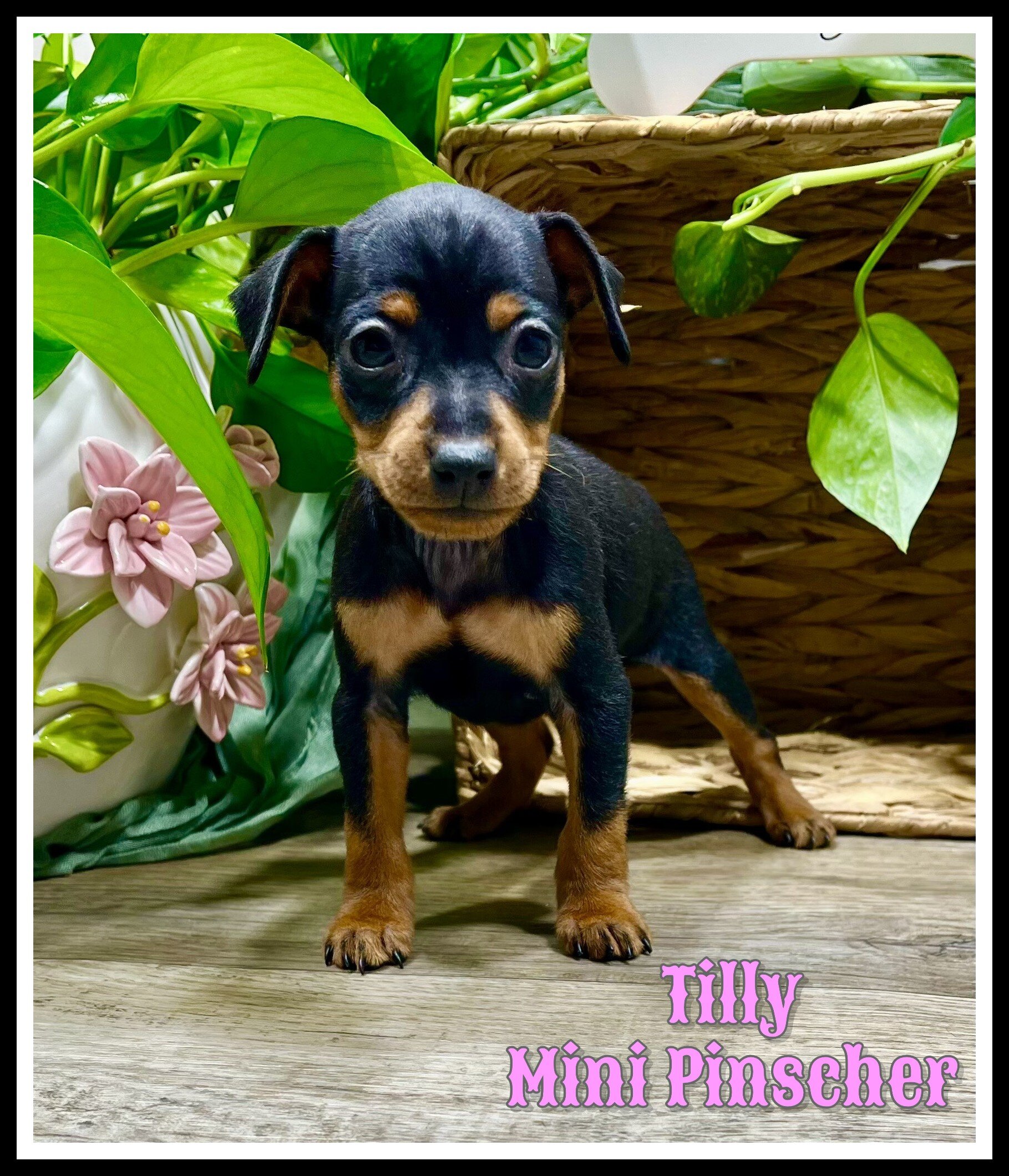 Tilly Female Mini Pinscher image 6
