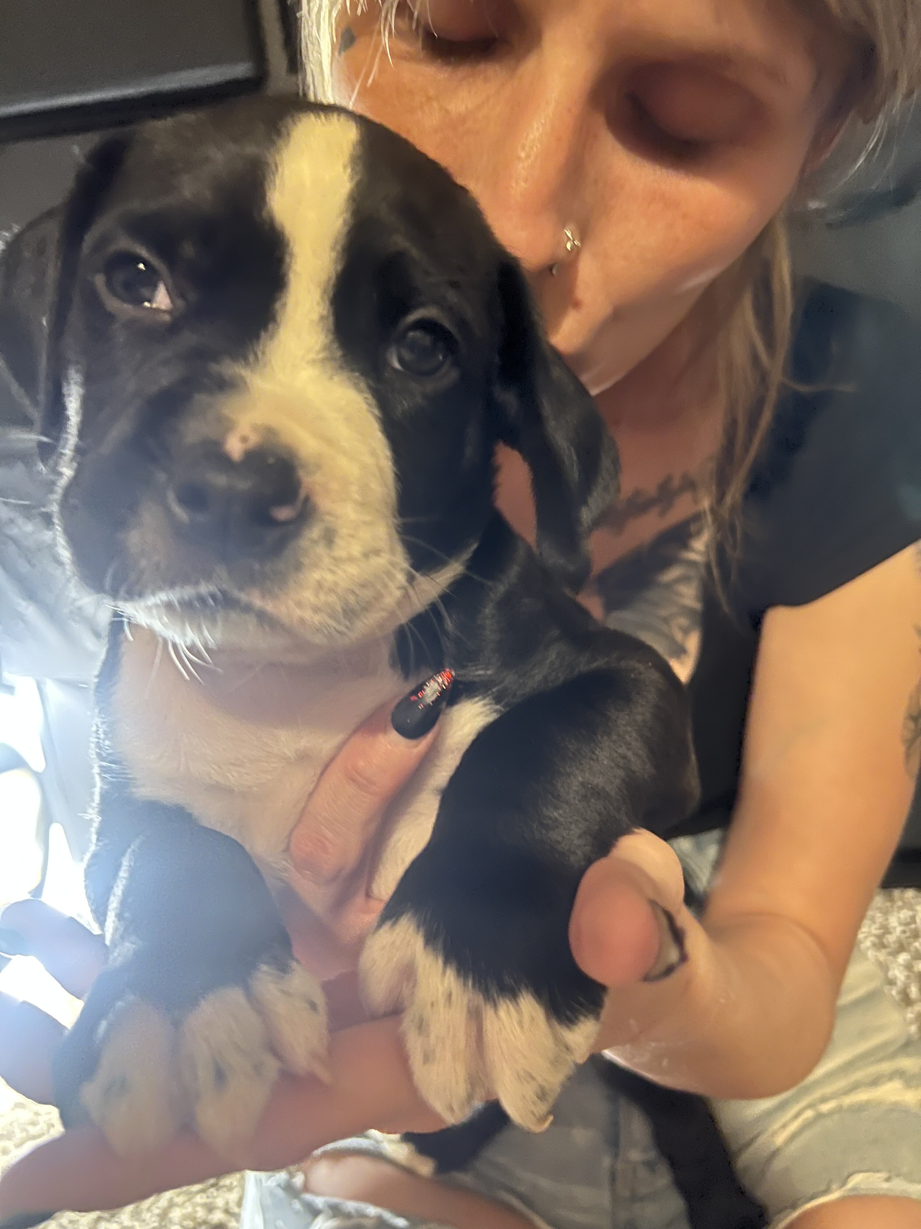 Pitbull Cane Corso mix Puppies image 1