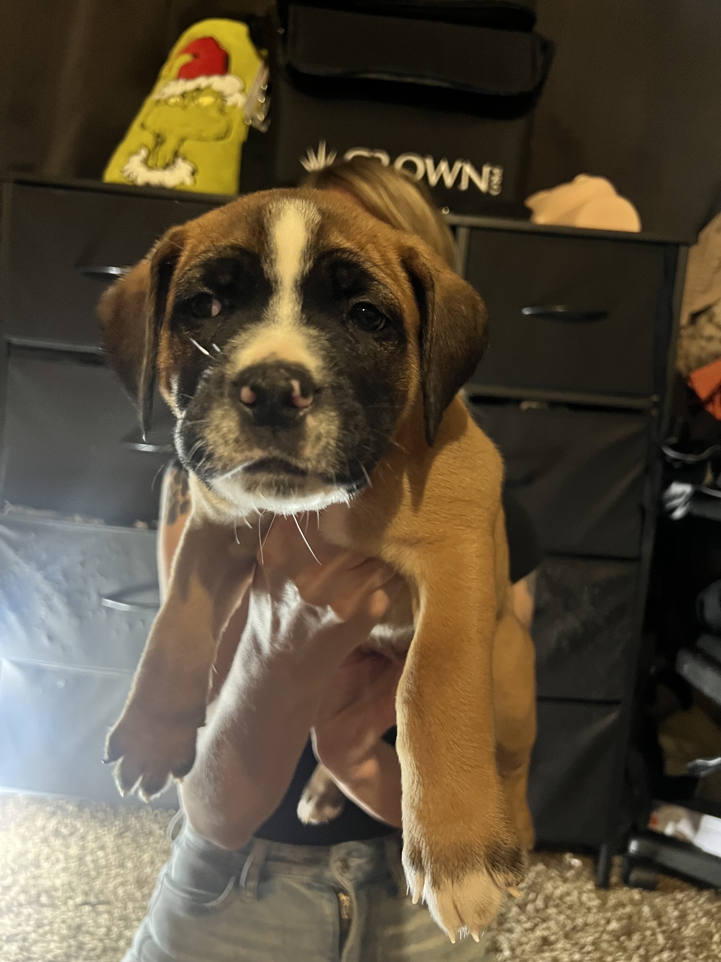 Pitbull Cane Corso mix Puppies image 8