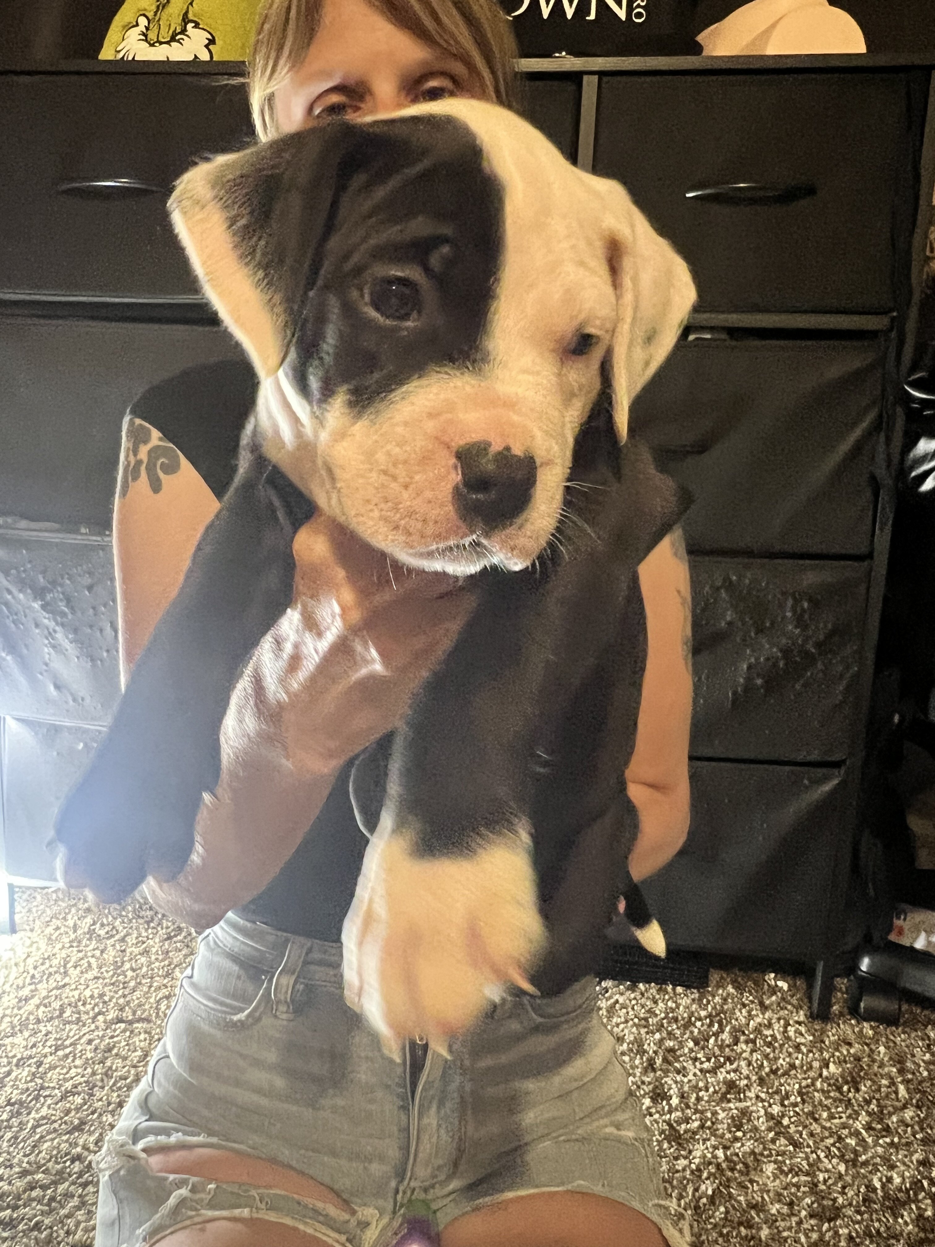 Pitbull Cane Corso mix Puppies image 9