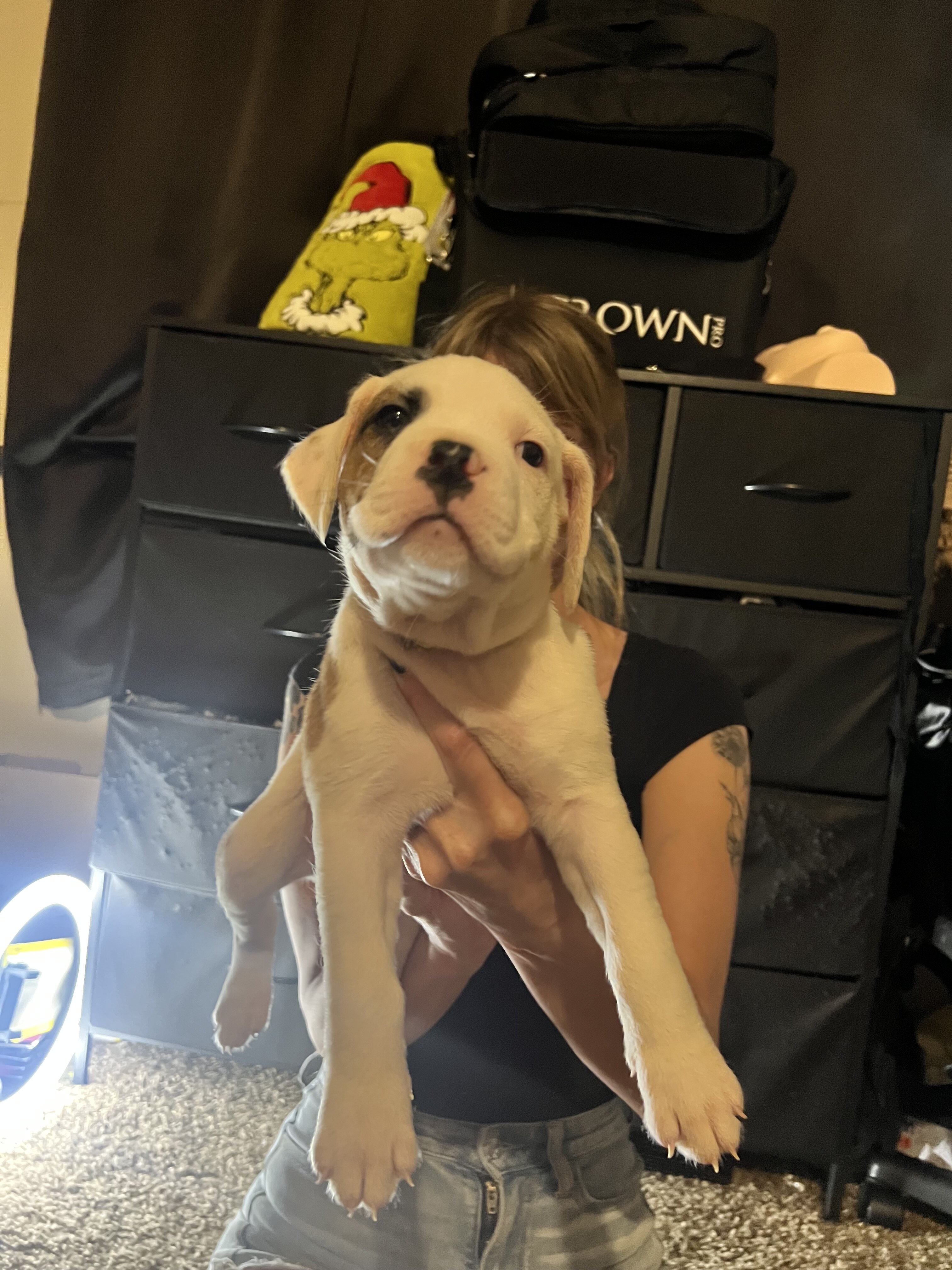 Pitbull Cane Corso mix Puppies image 3