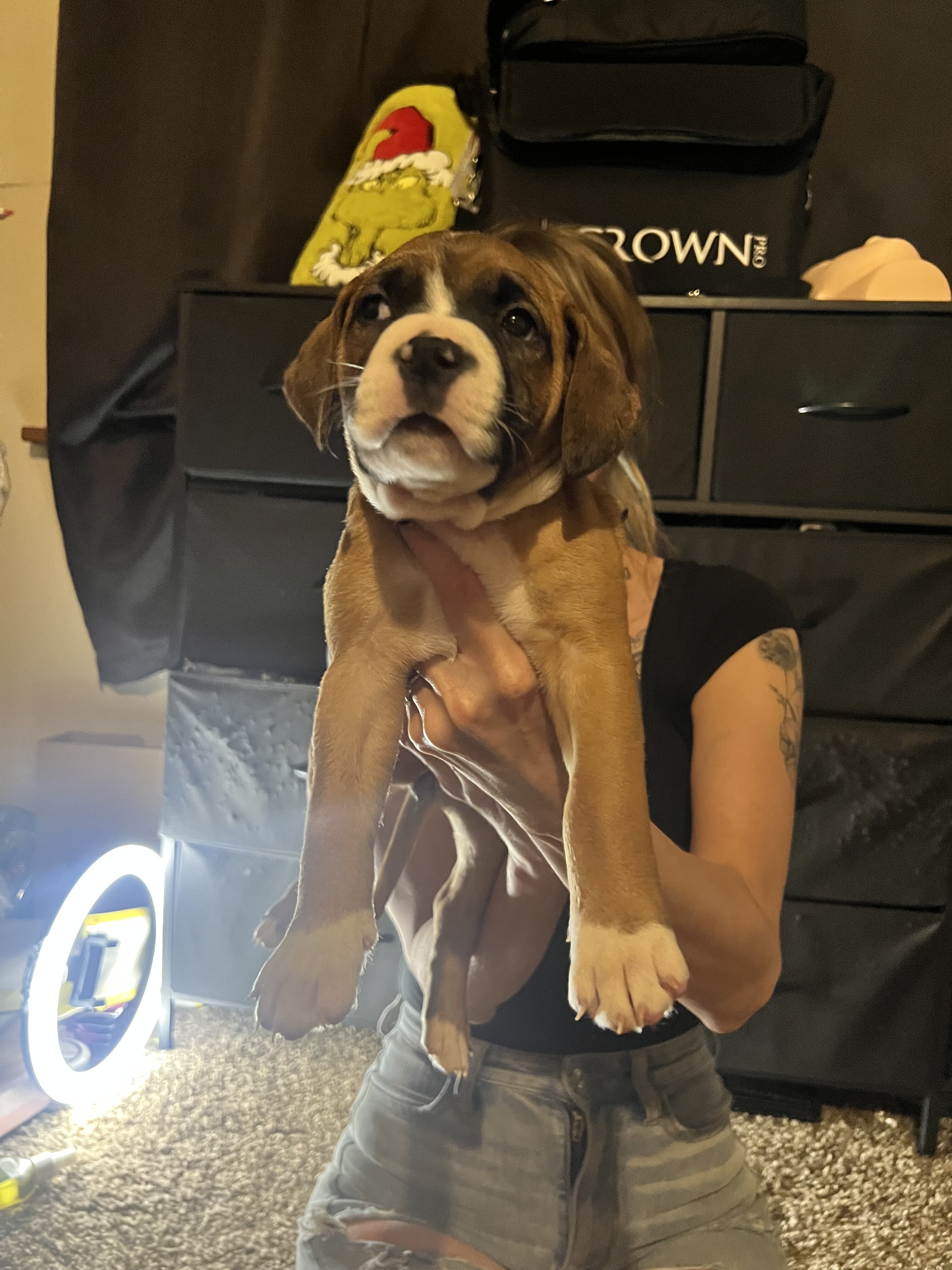 Pitbull Cane Corso mix Puppies image 4