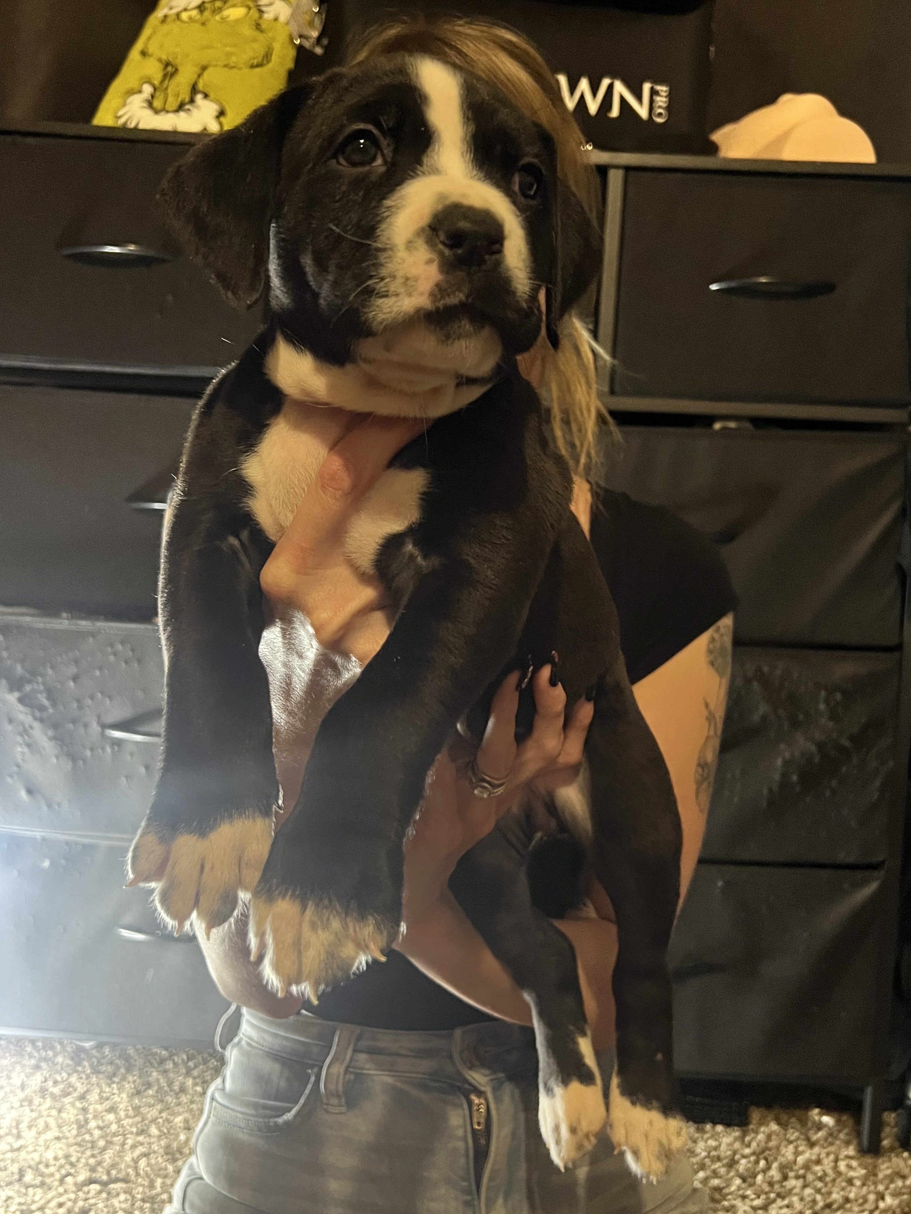Pitbull Cane Corso mix Puppies image 2
