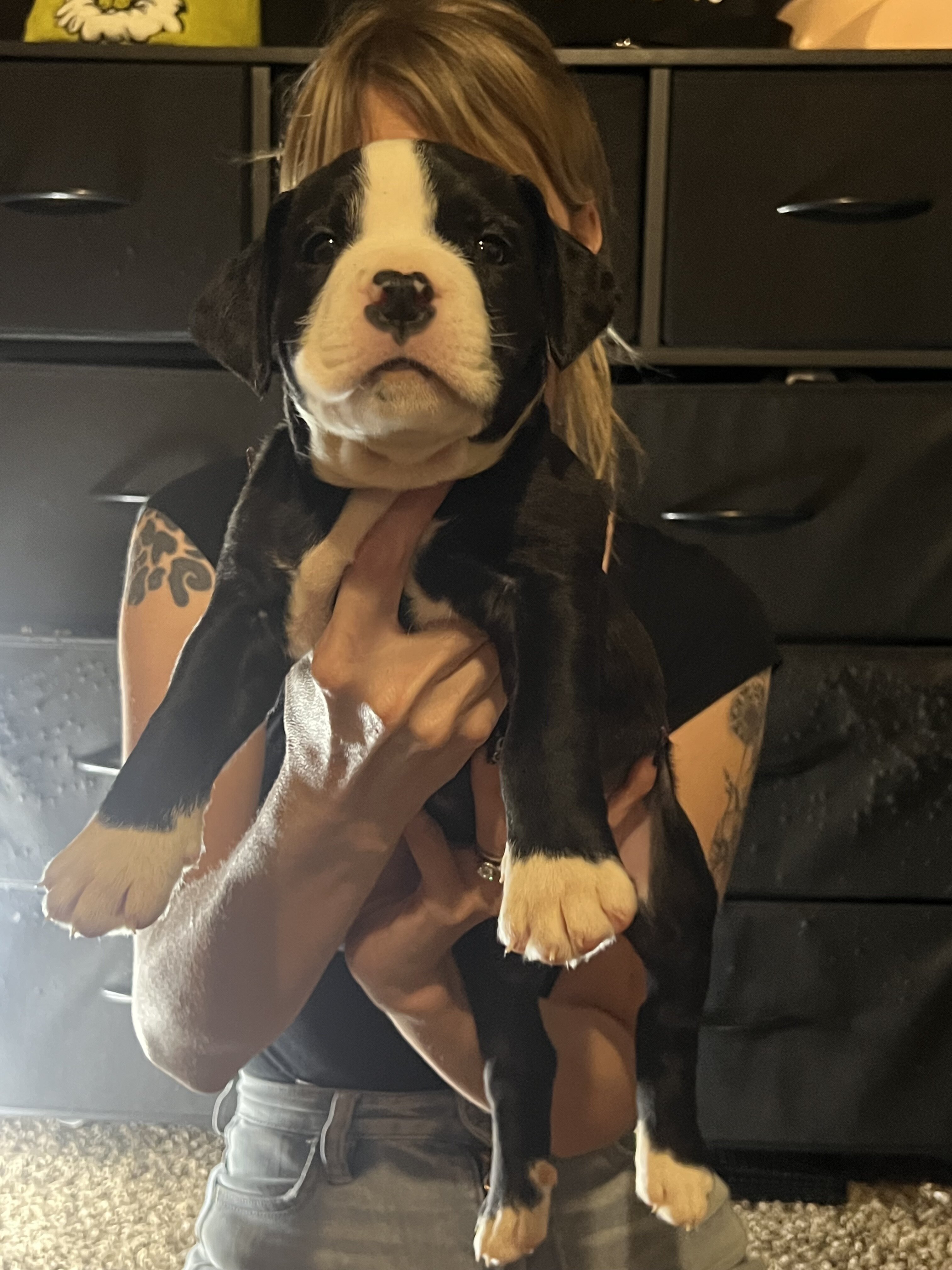 Pitbull Cane Corso mix Puppies image 7