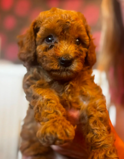 Beautiful F1b Cavapoo Puppies Looking for Loving H image 10