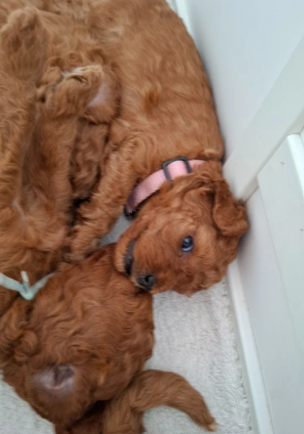 Beautiful F1b Cavapoo Puppies Looking for Loving H image 1