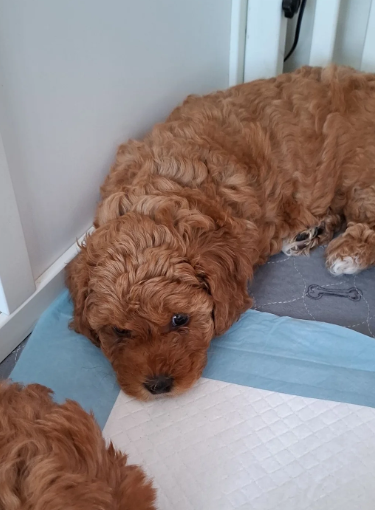 Beautiful F1b Cavapoo Puppies Looking for Loving H image 9